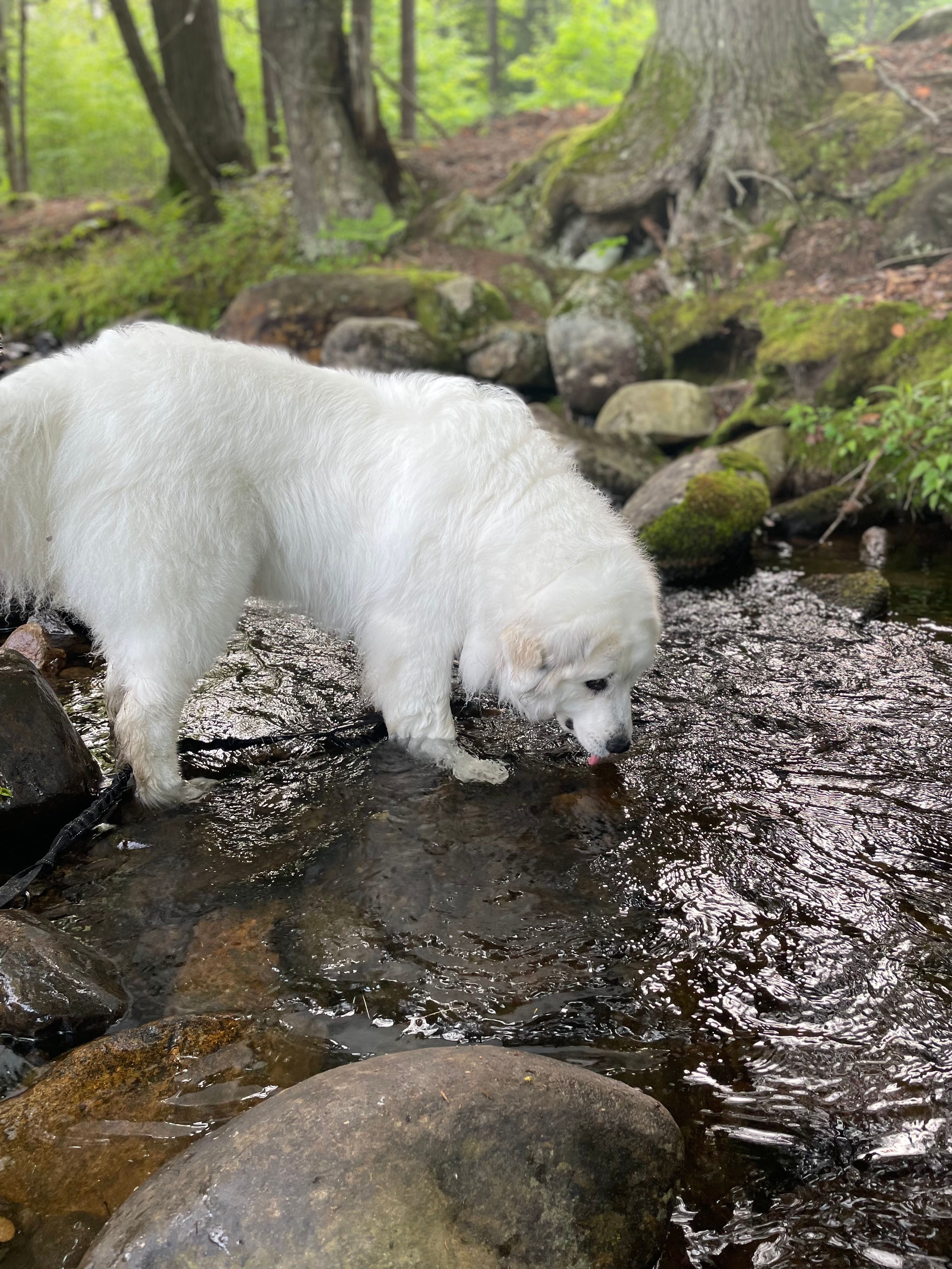 Pitch Perfect at Canterbrook