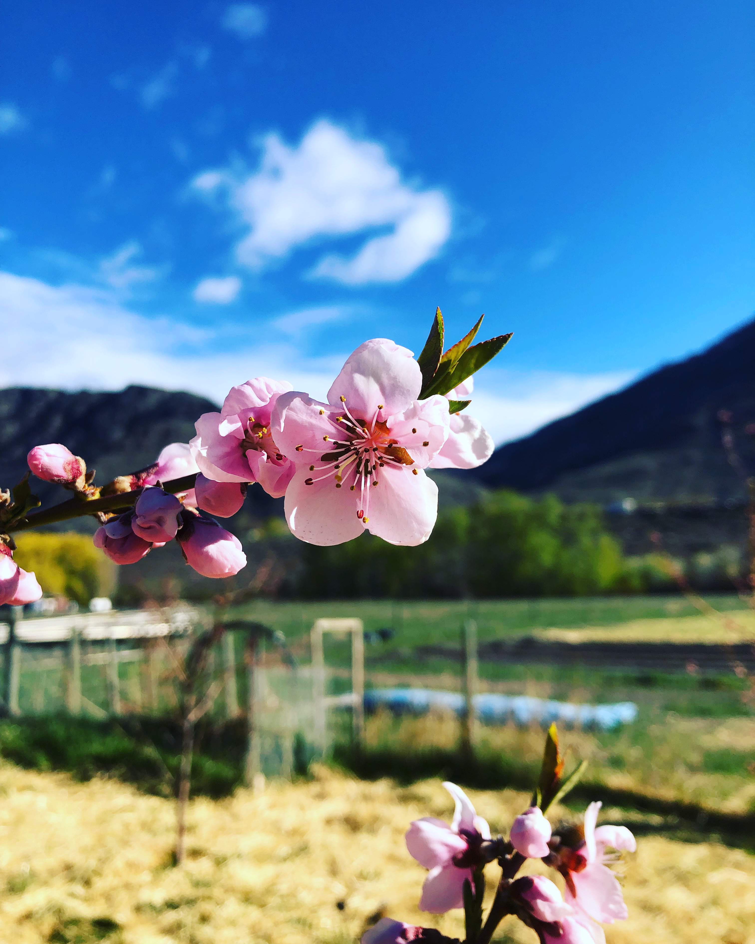 Peach blossom fruit for sale on site 
Tree ripened 