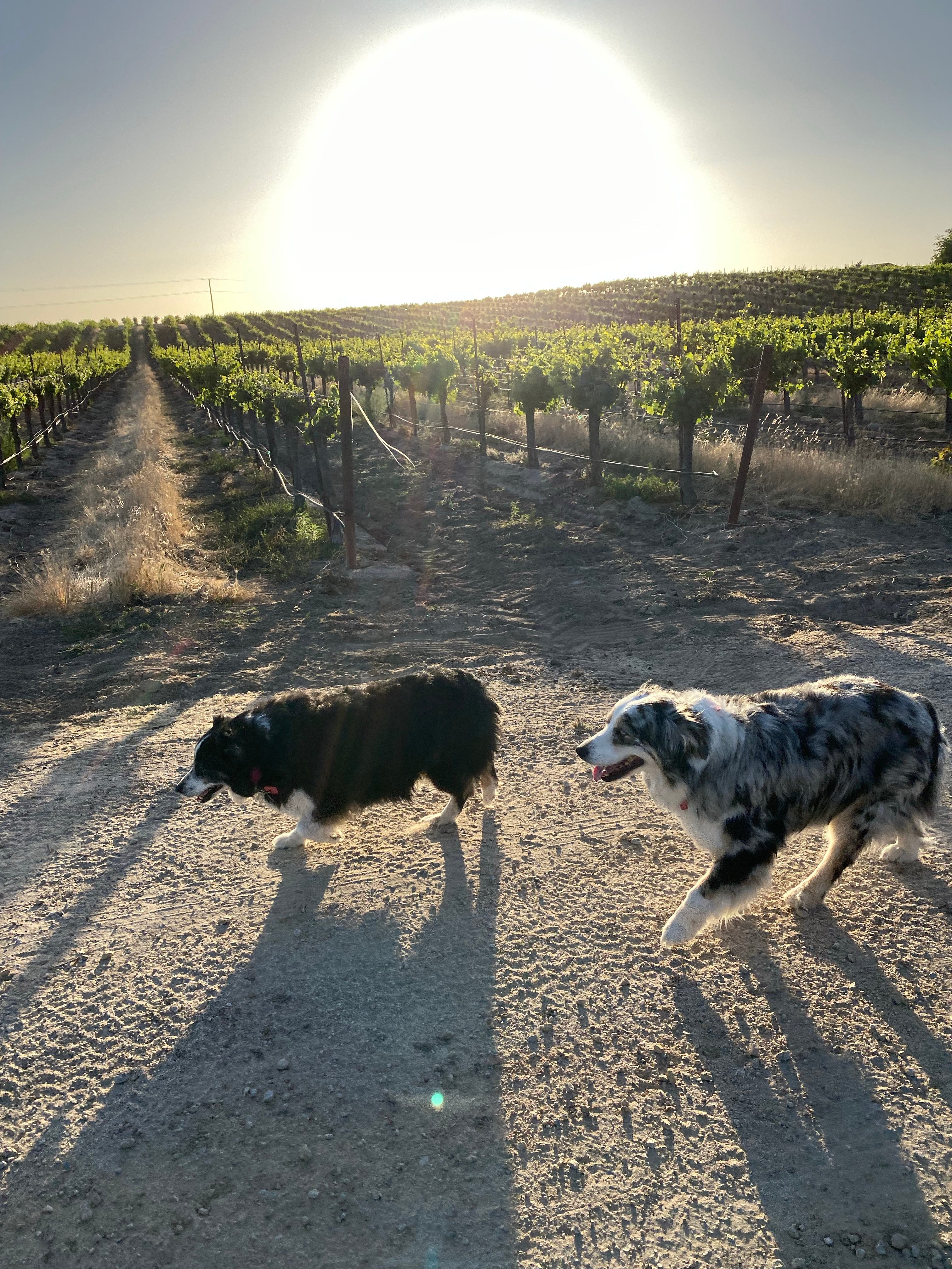 Campsite in the Vineyard