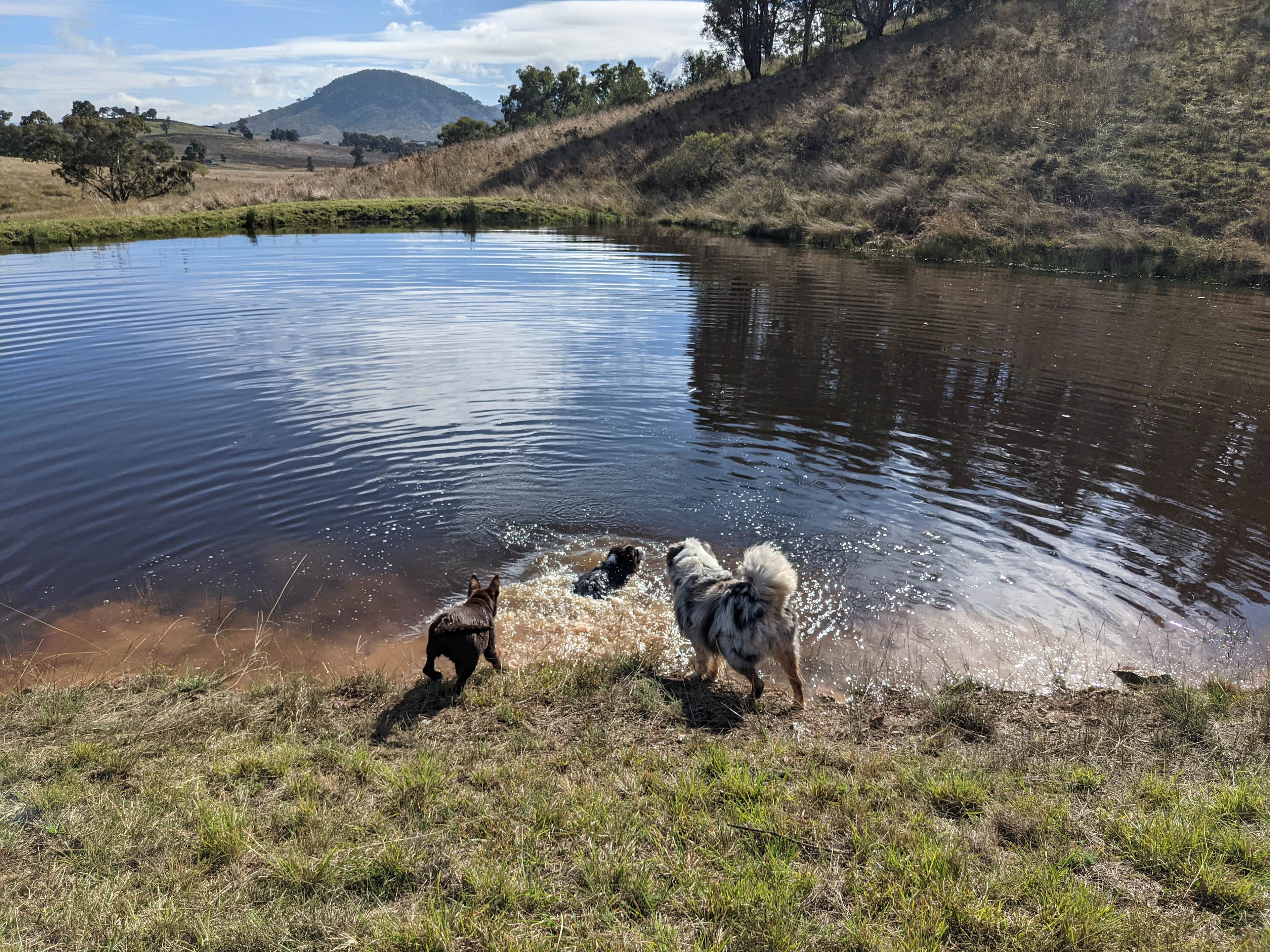 Well behaved pets are permitted.