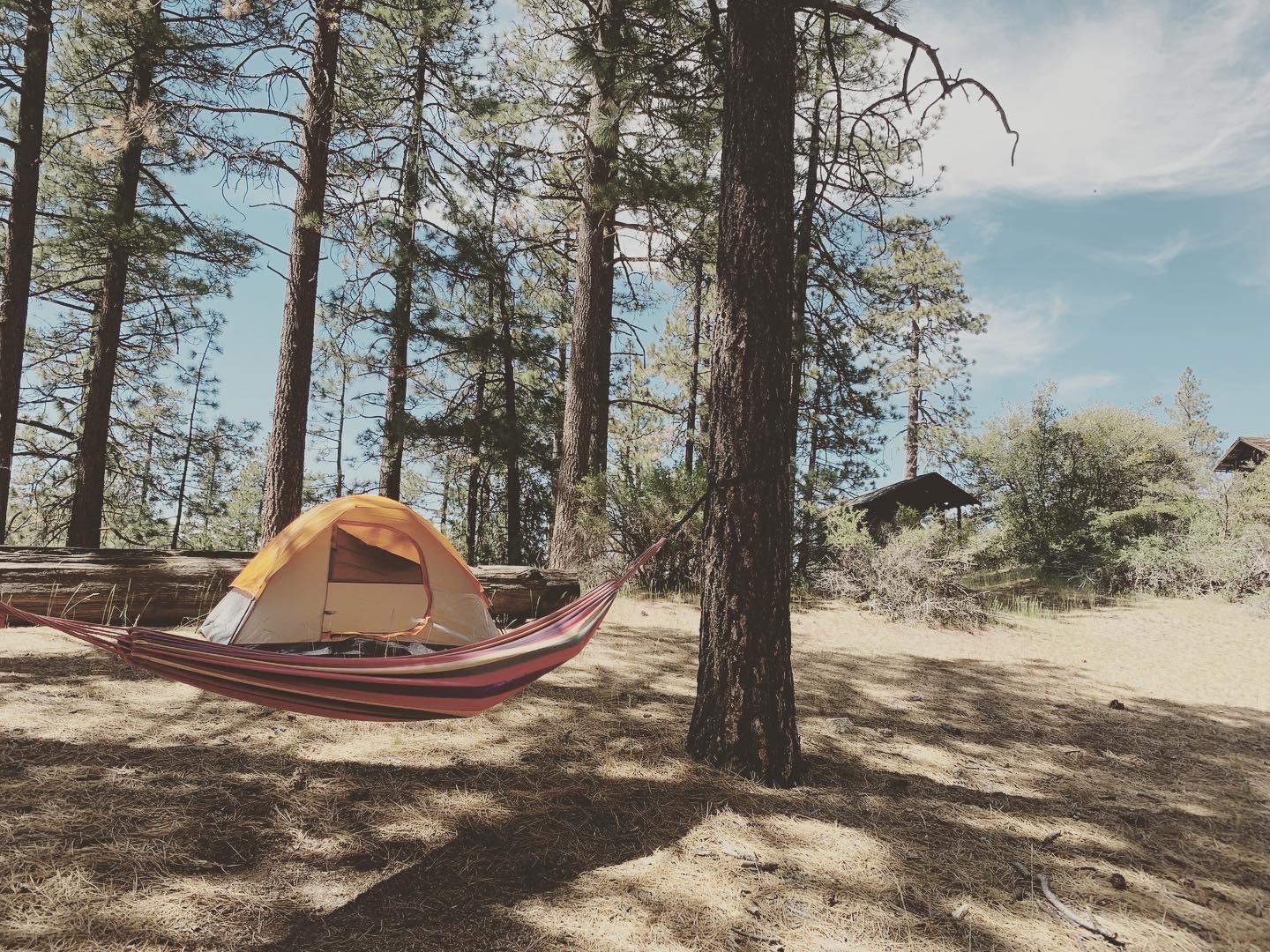 Skoolie in a secluded meadow