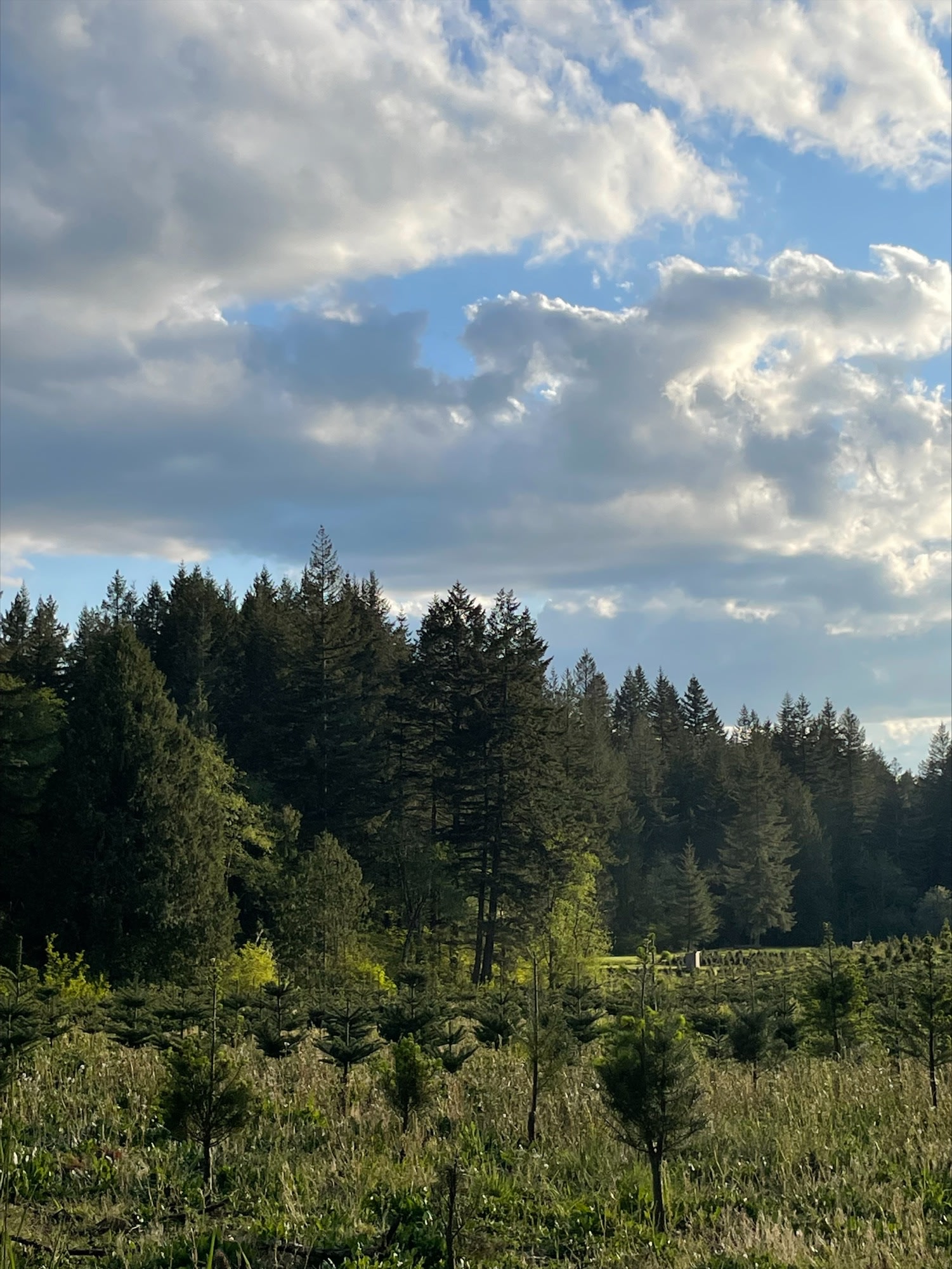 White owl acres