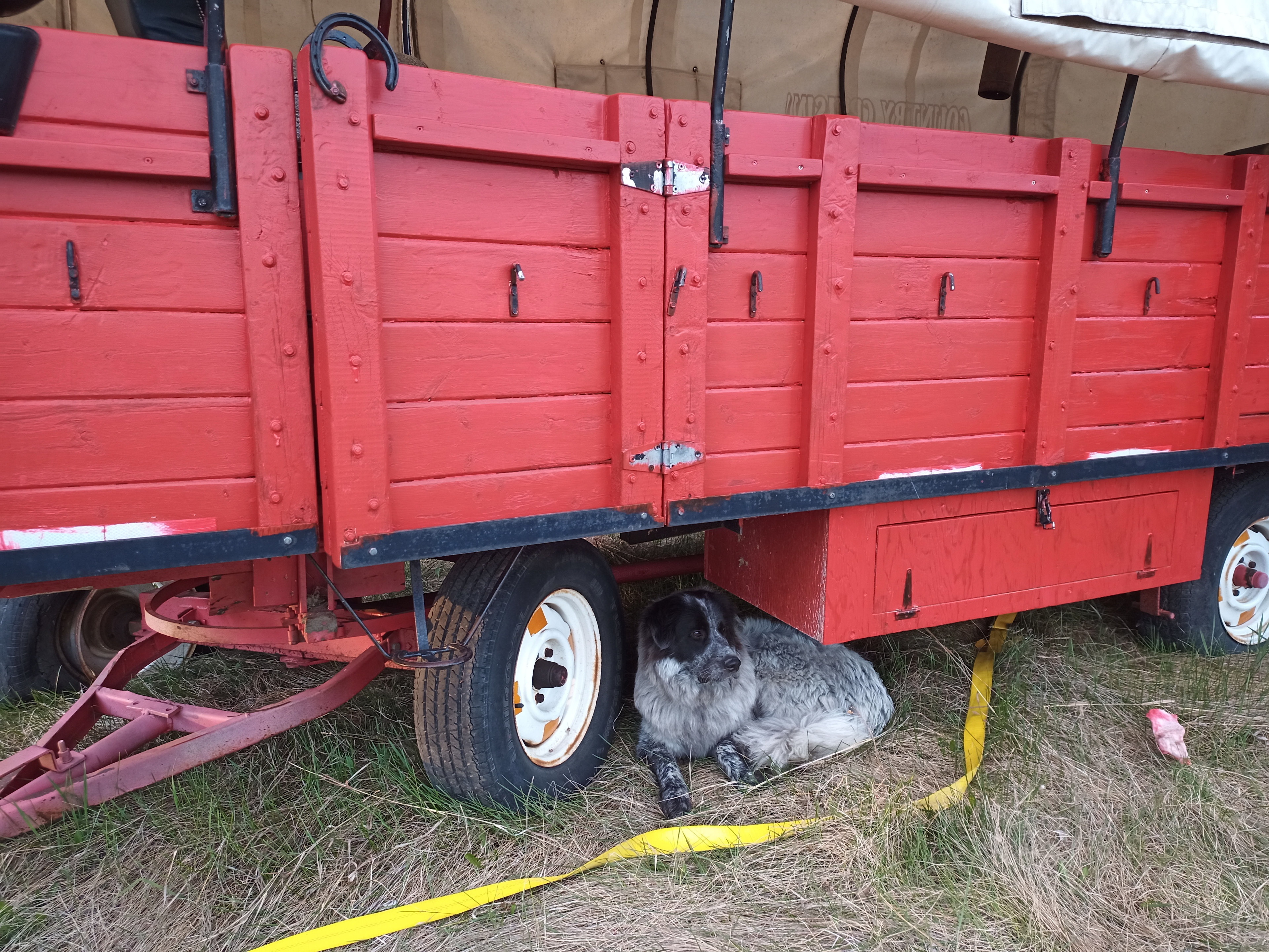 Wagons have a built in place for your furry companion
