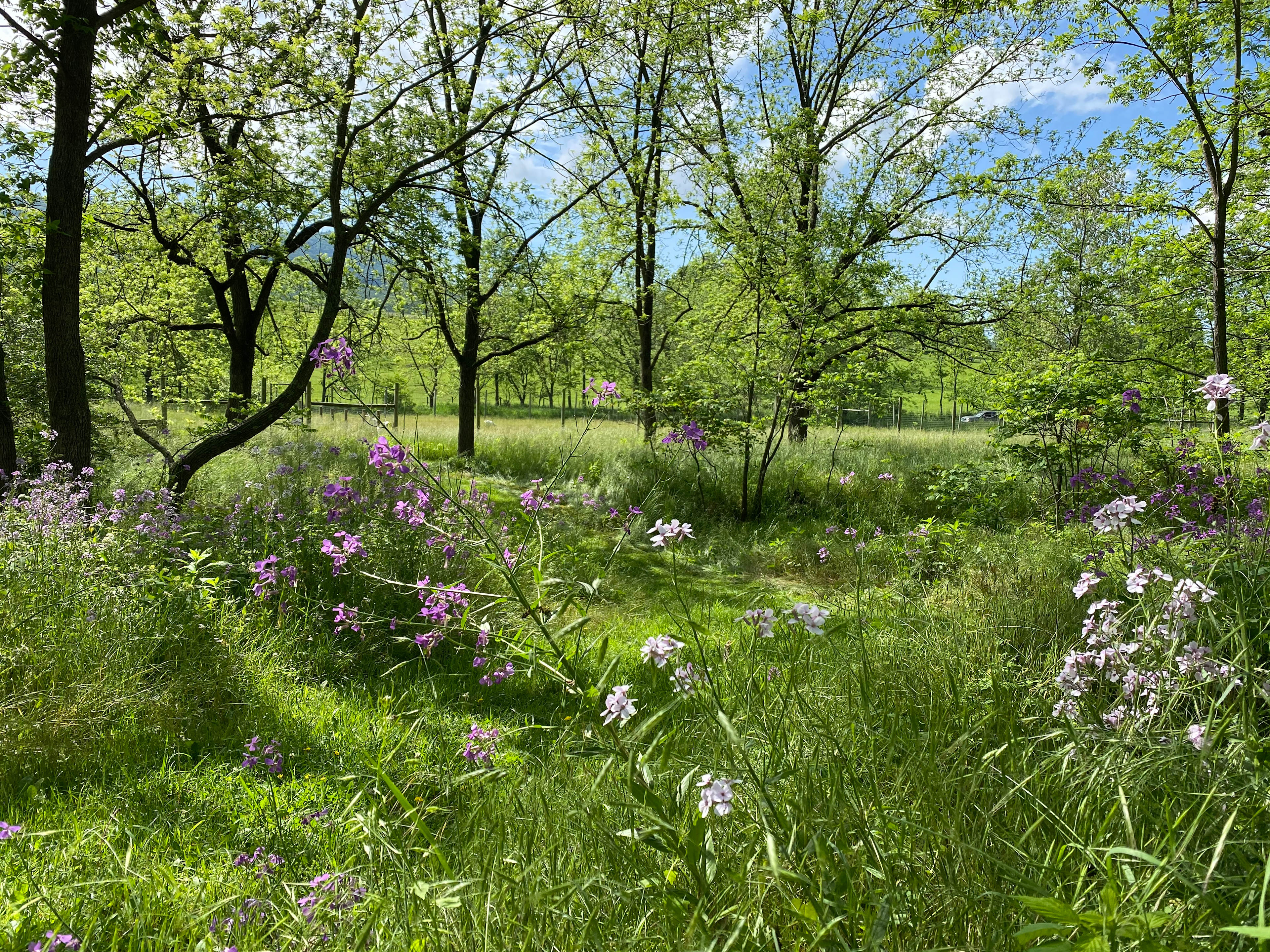 Wild Phlox Farm