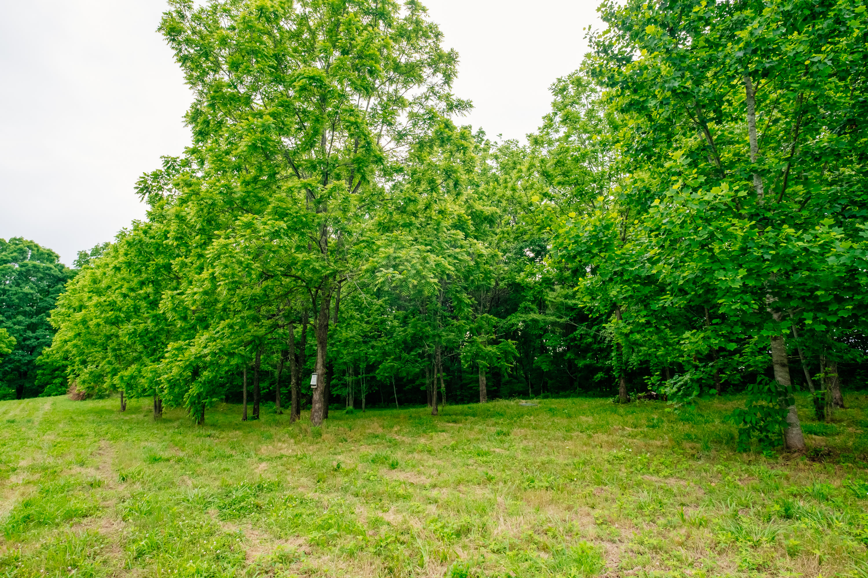 Camping area 1