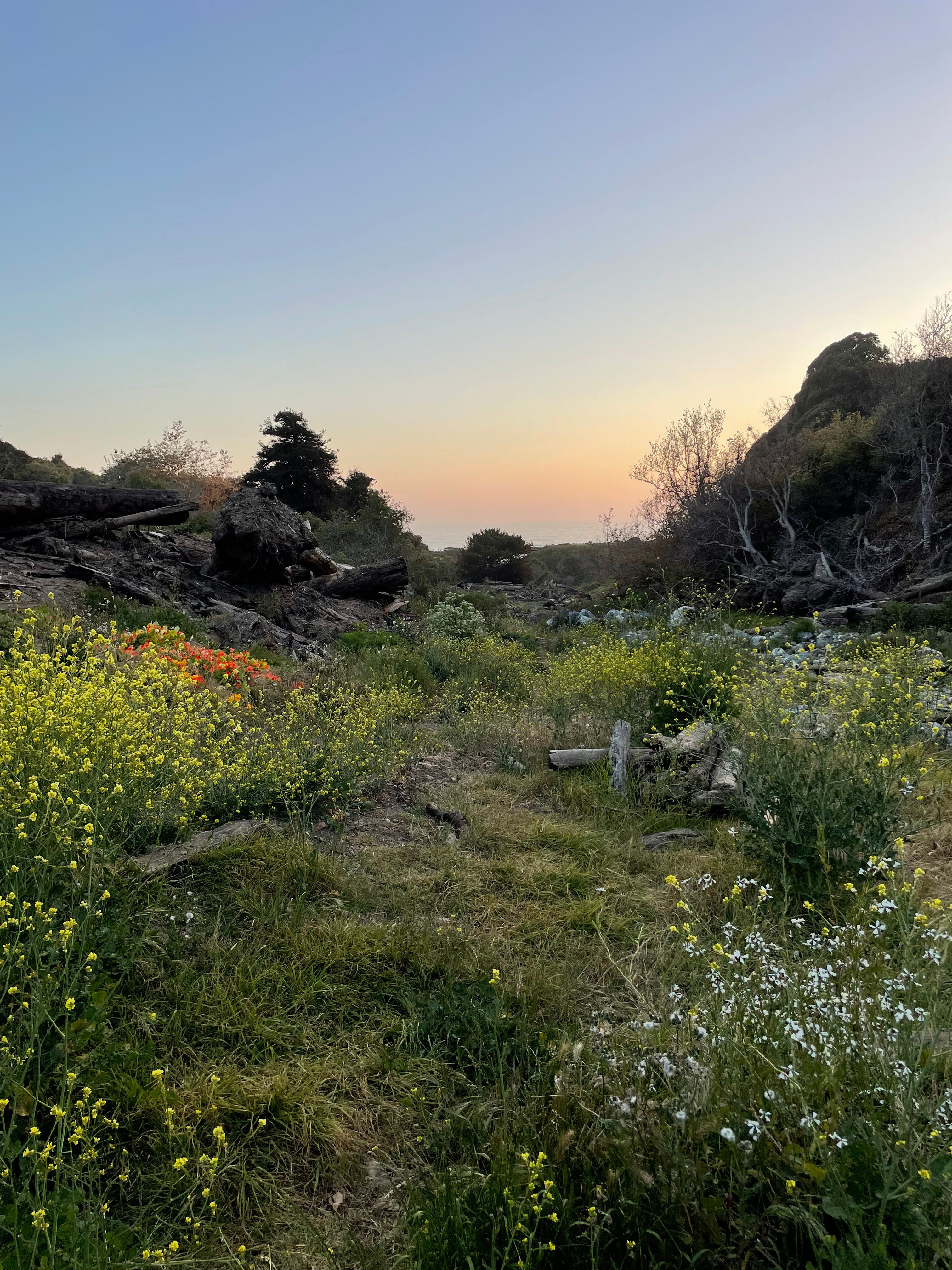 view from campsite facing the ocean
