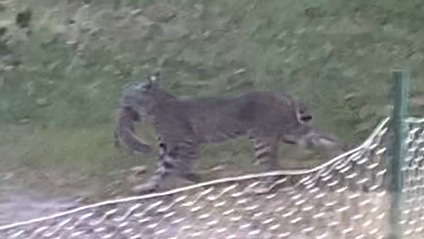 Wow! Just saw a bobcat stalk and catch a squirrel 🐿 