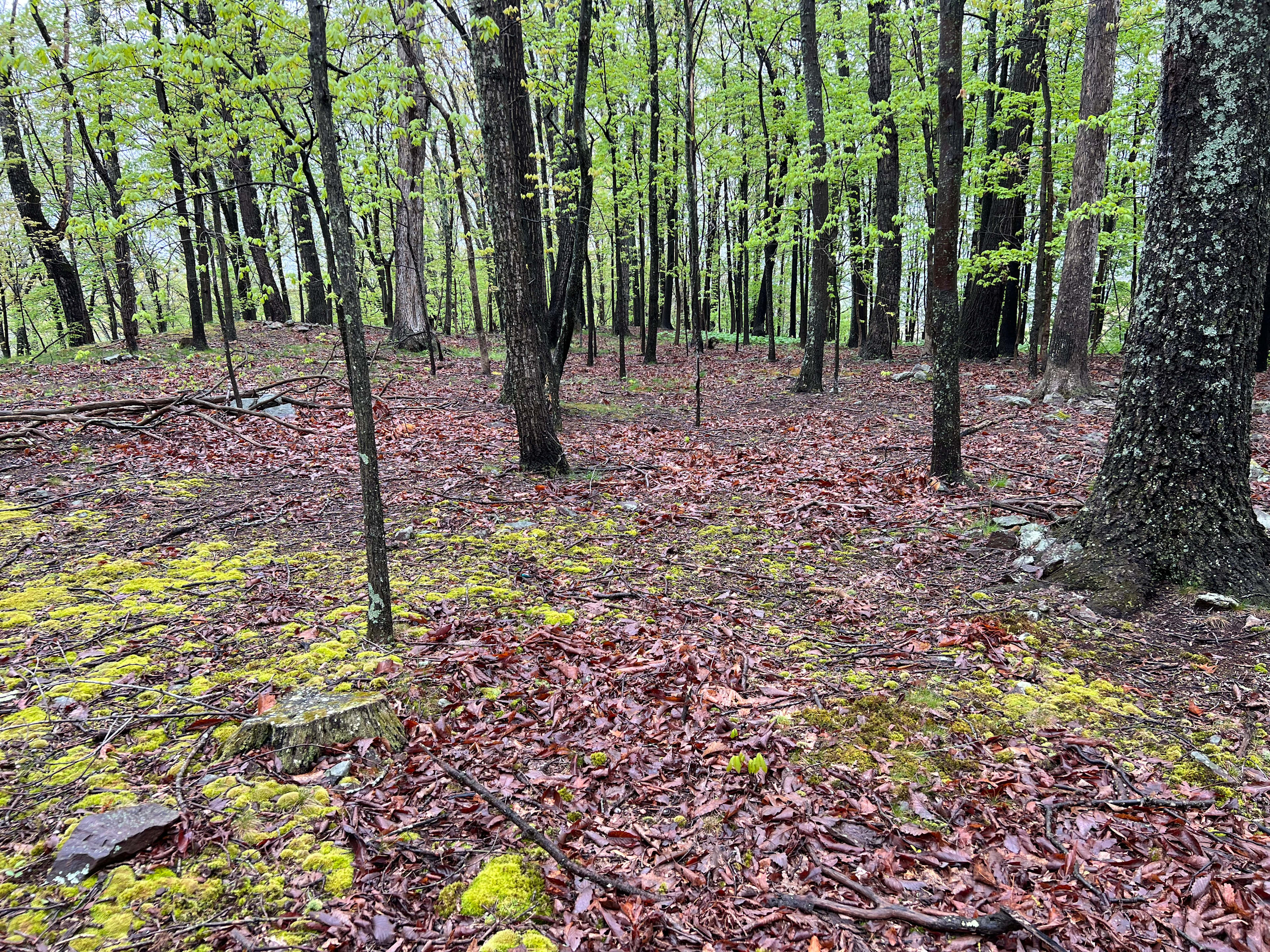 Willow Hollow Glamping