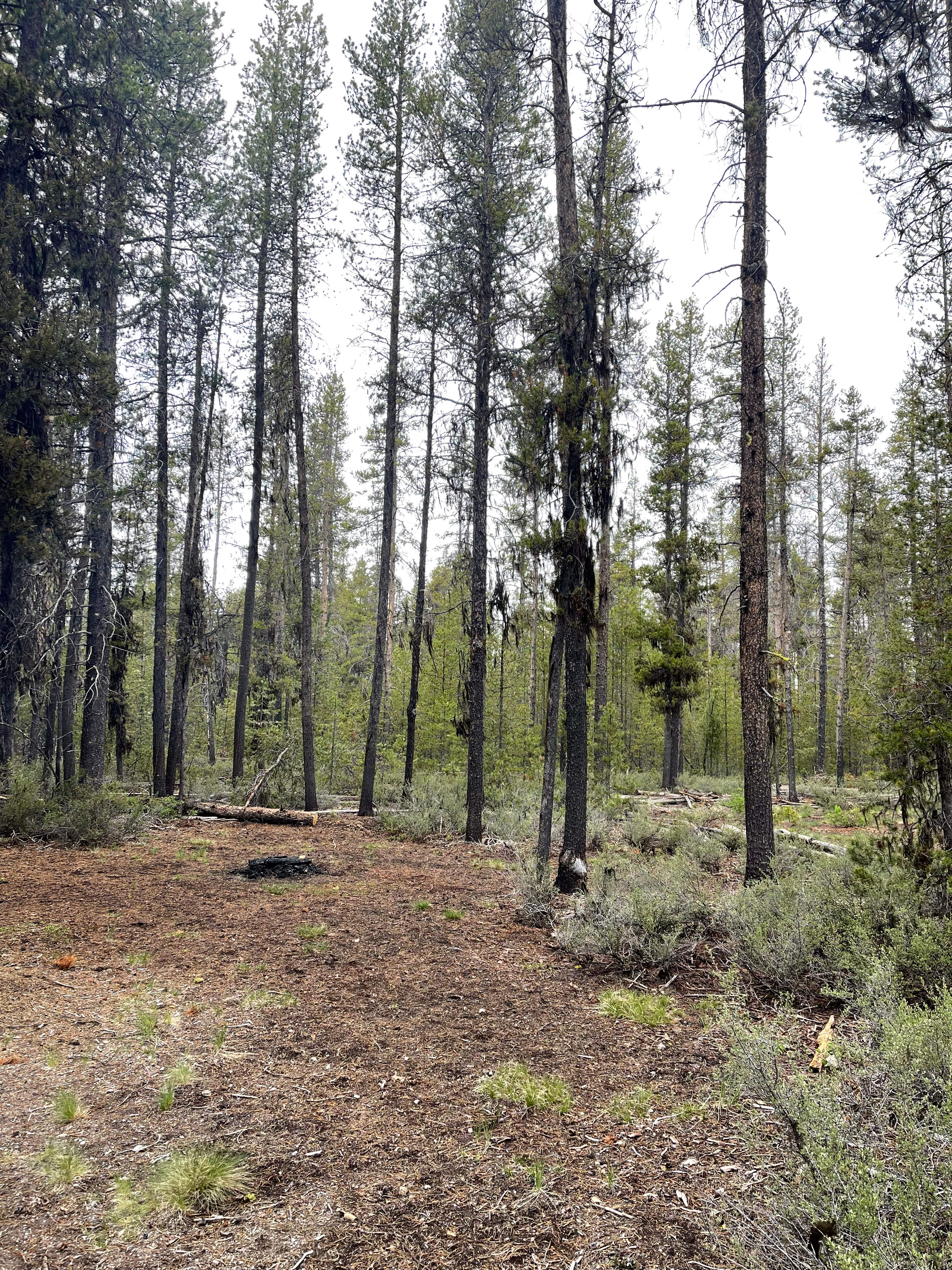 The Pines at Mount Scott