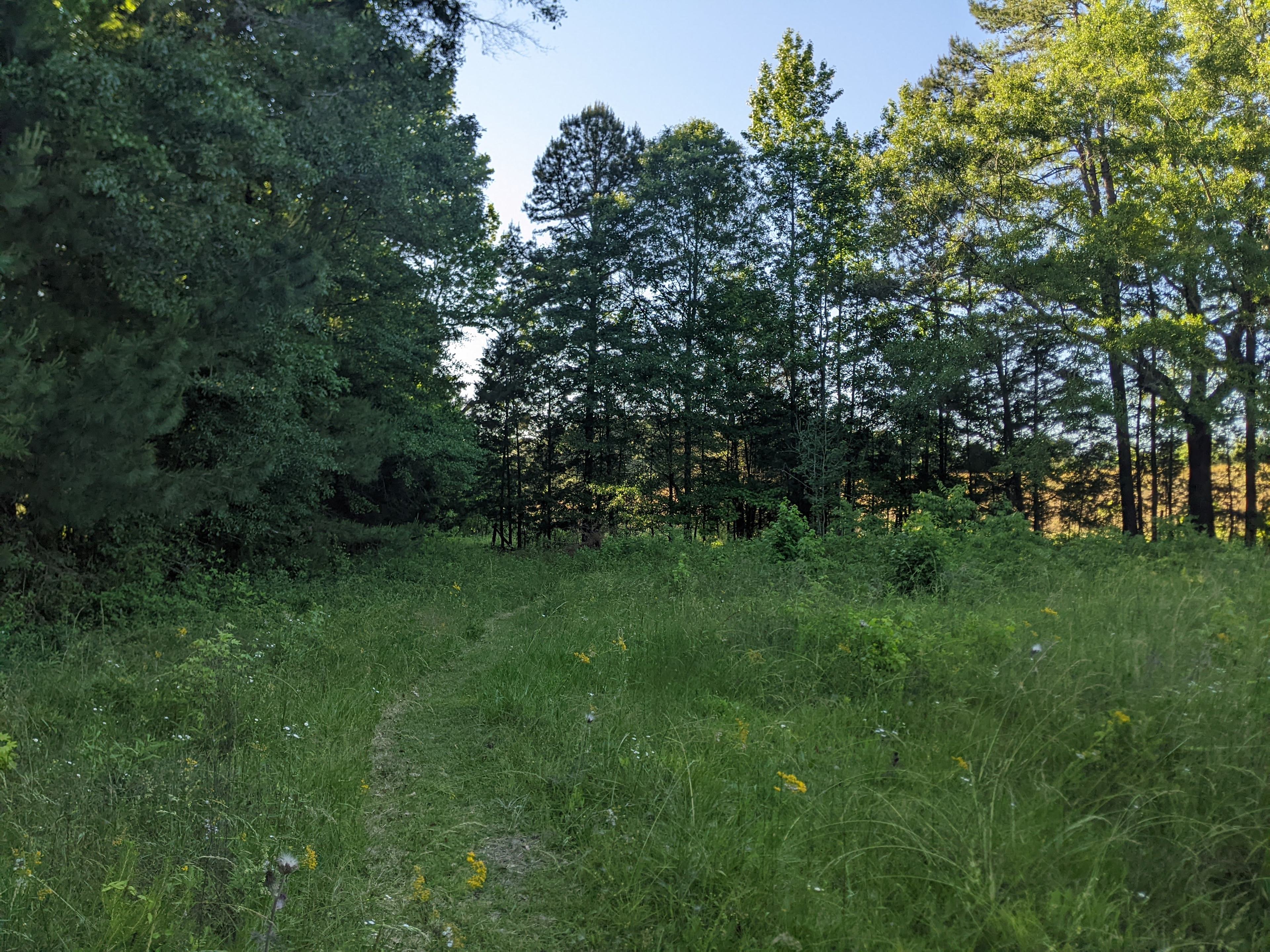 Trail leading away from campsite to rest of property