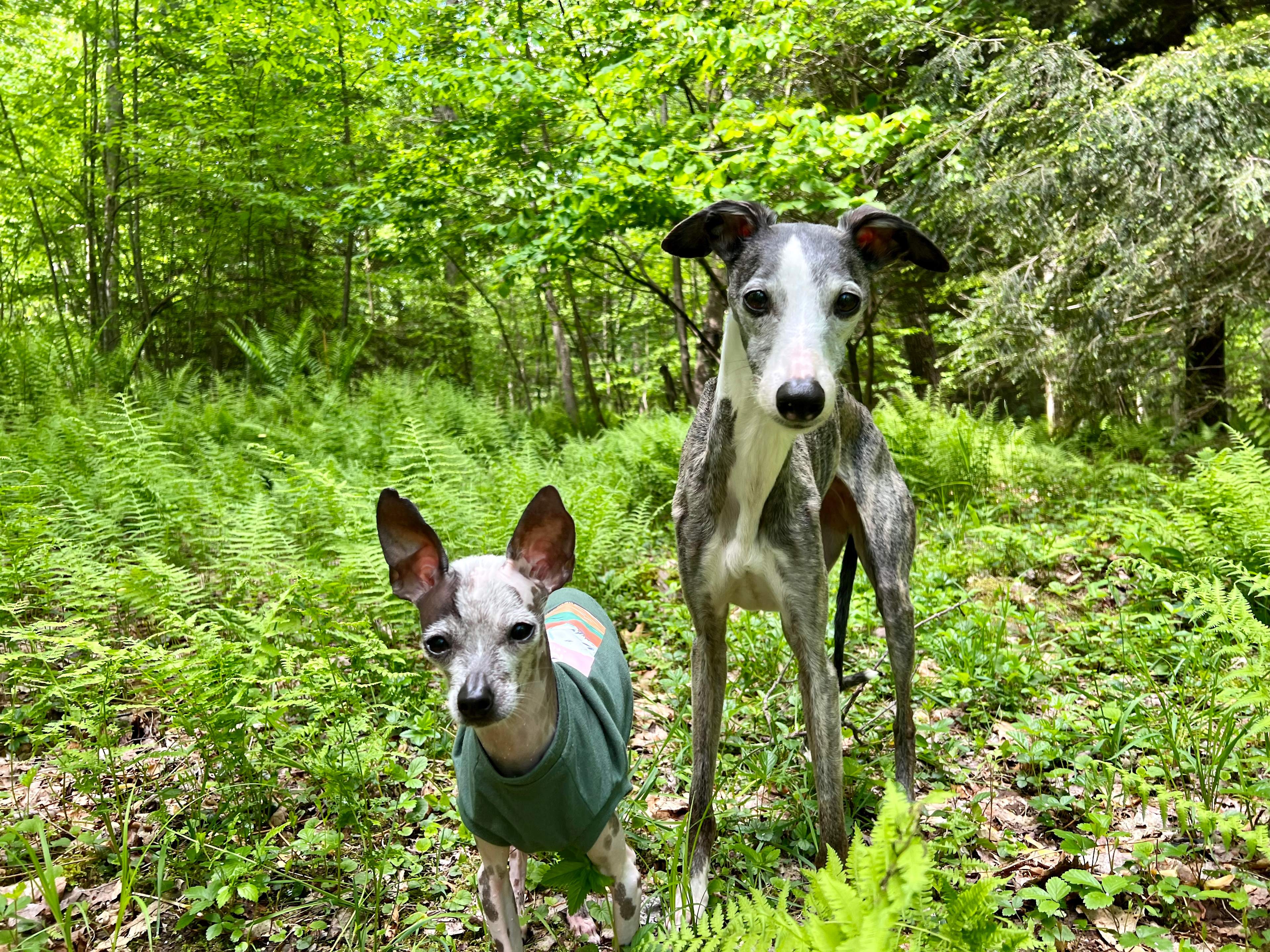 All Ferns Most of the Time