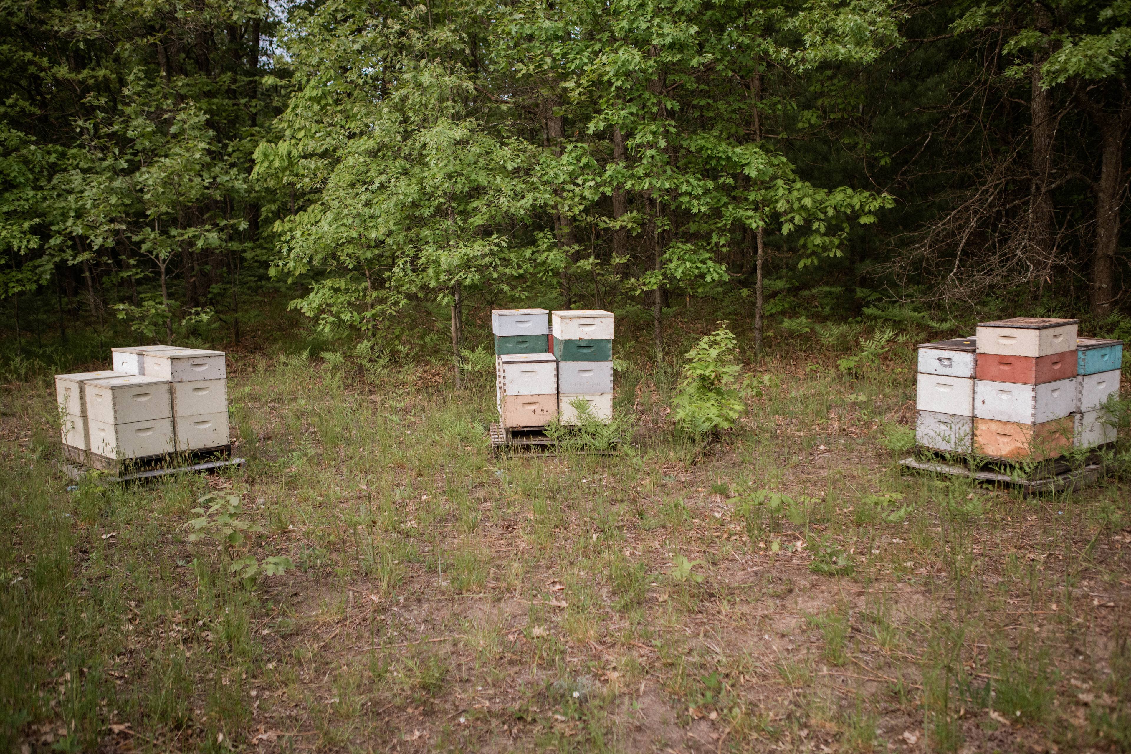 The property also has several bee boxes. The bees were hard at work buzzing around!