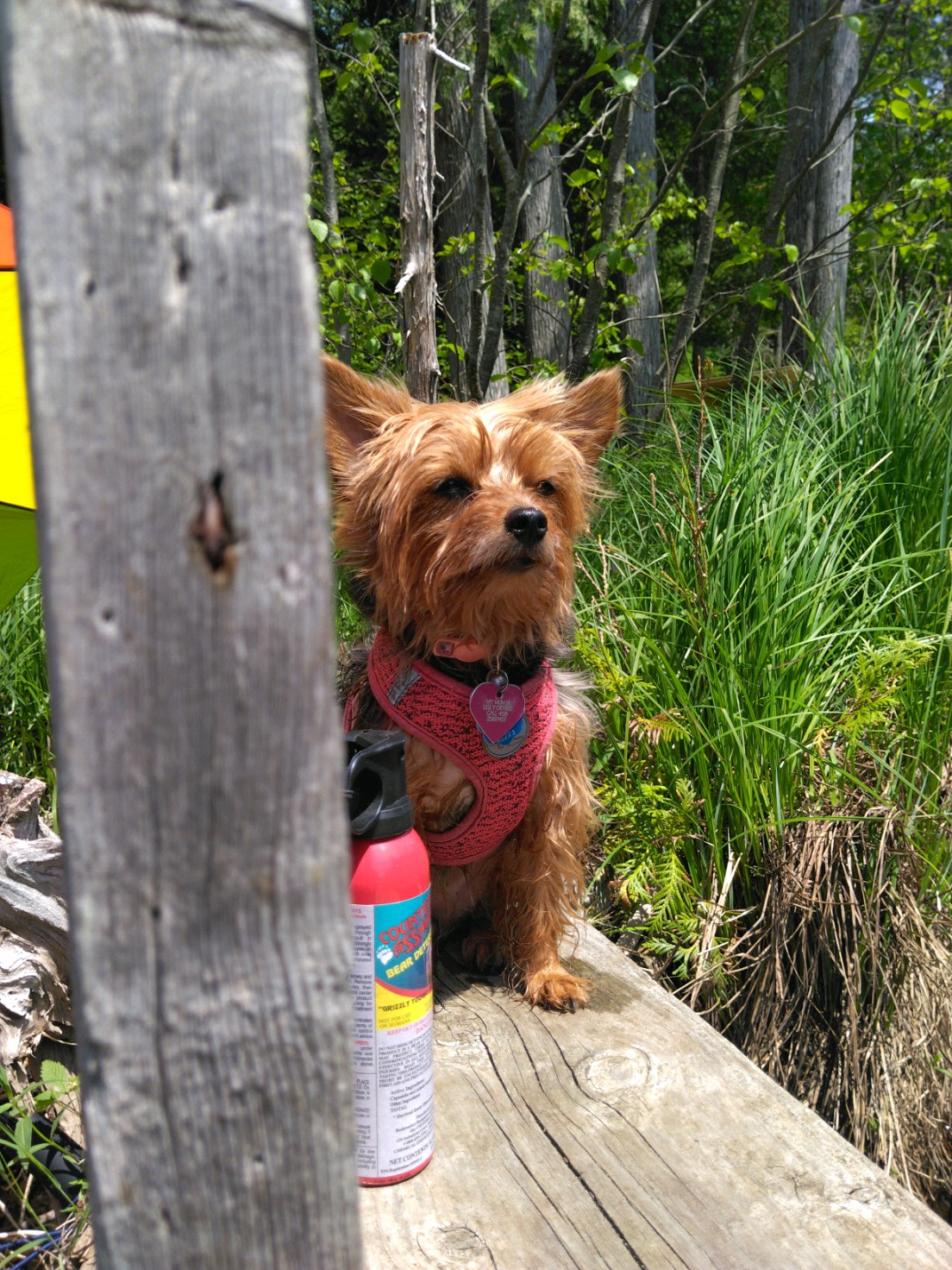 Just dunked her to cool off.. She's mad