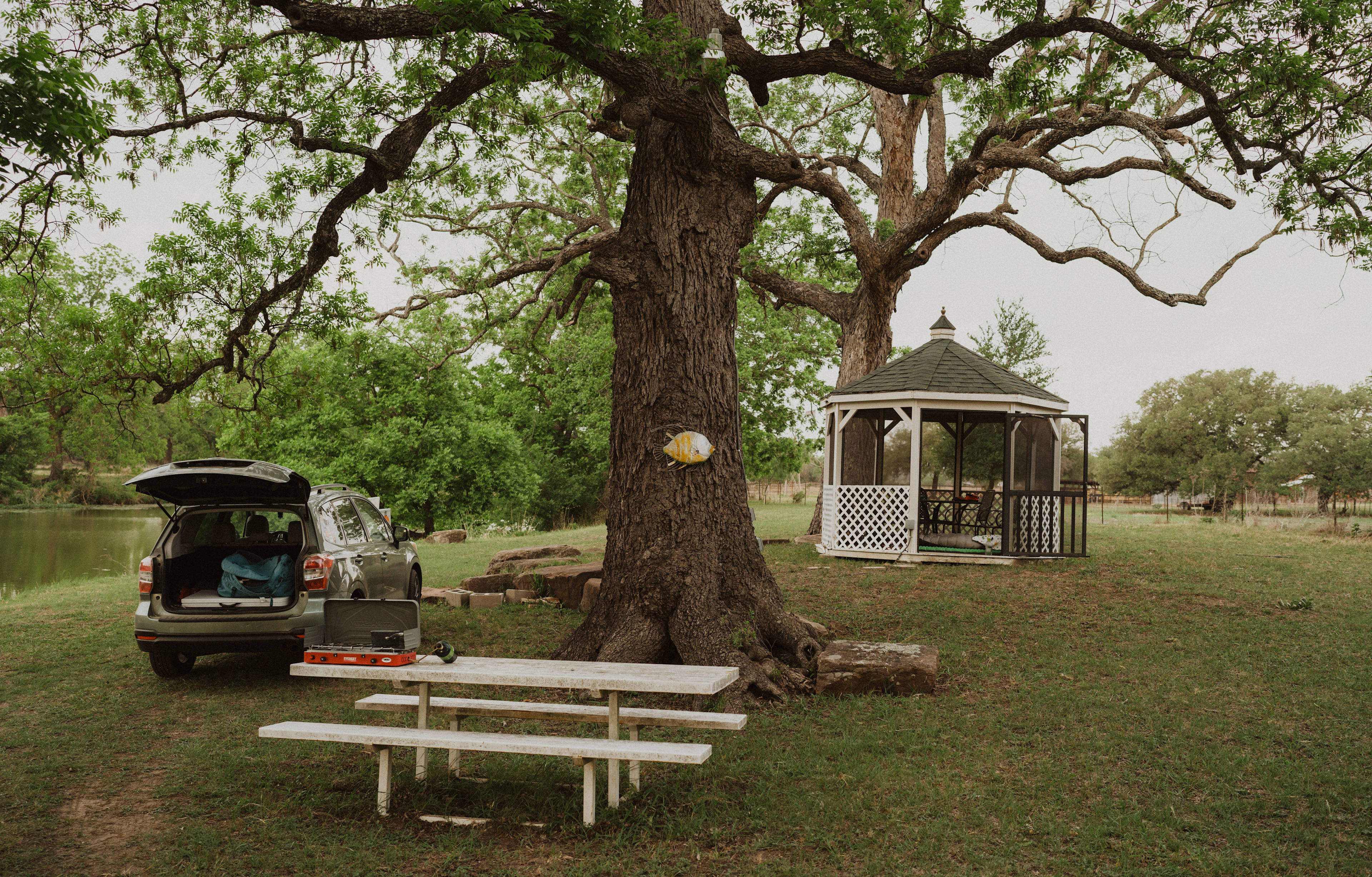 The Hillcountry Hipcamp is in the midst of large trees on a ranch. 