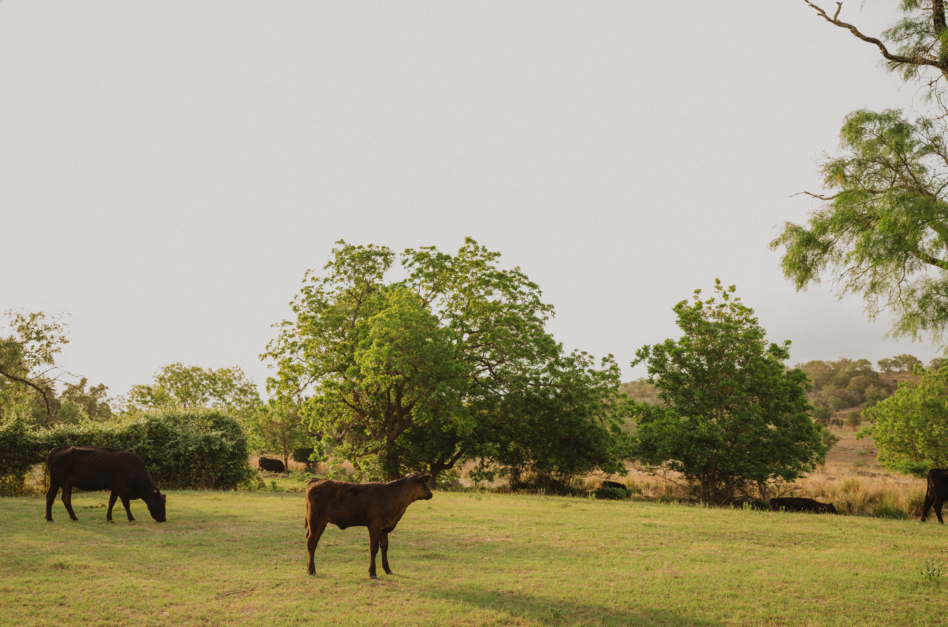 The cows stayed on their side of the gate, so we ate breakfast (grass for them, a bagel for me) admiring each other. 