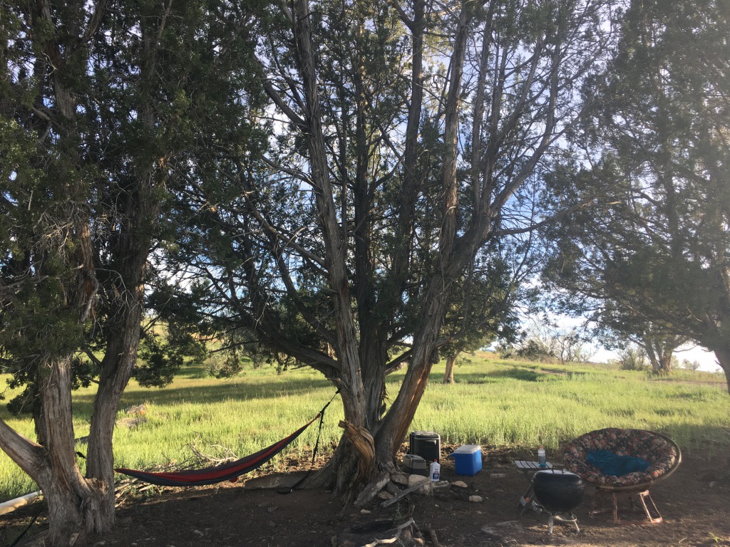 FestiVille: Juniper Springs