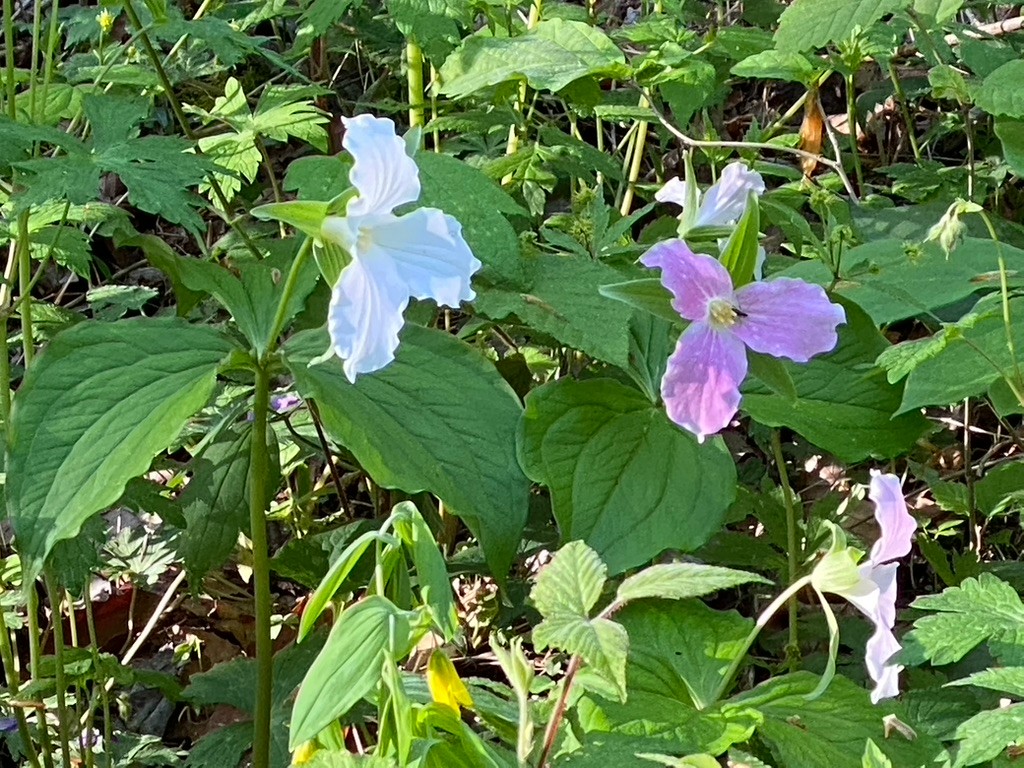 The wildflowers nearby are gorgeous at the right time of year. Recently we identified 5 different kinds of Trillium. Here are two of them growing side by side. 