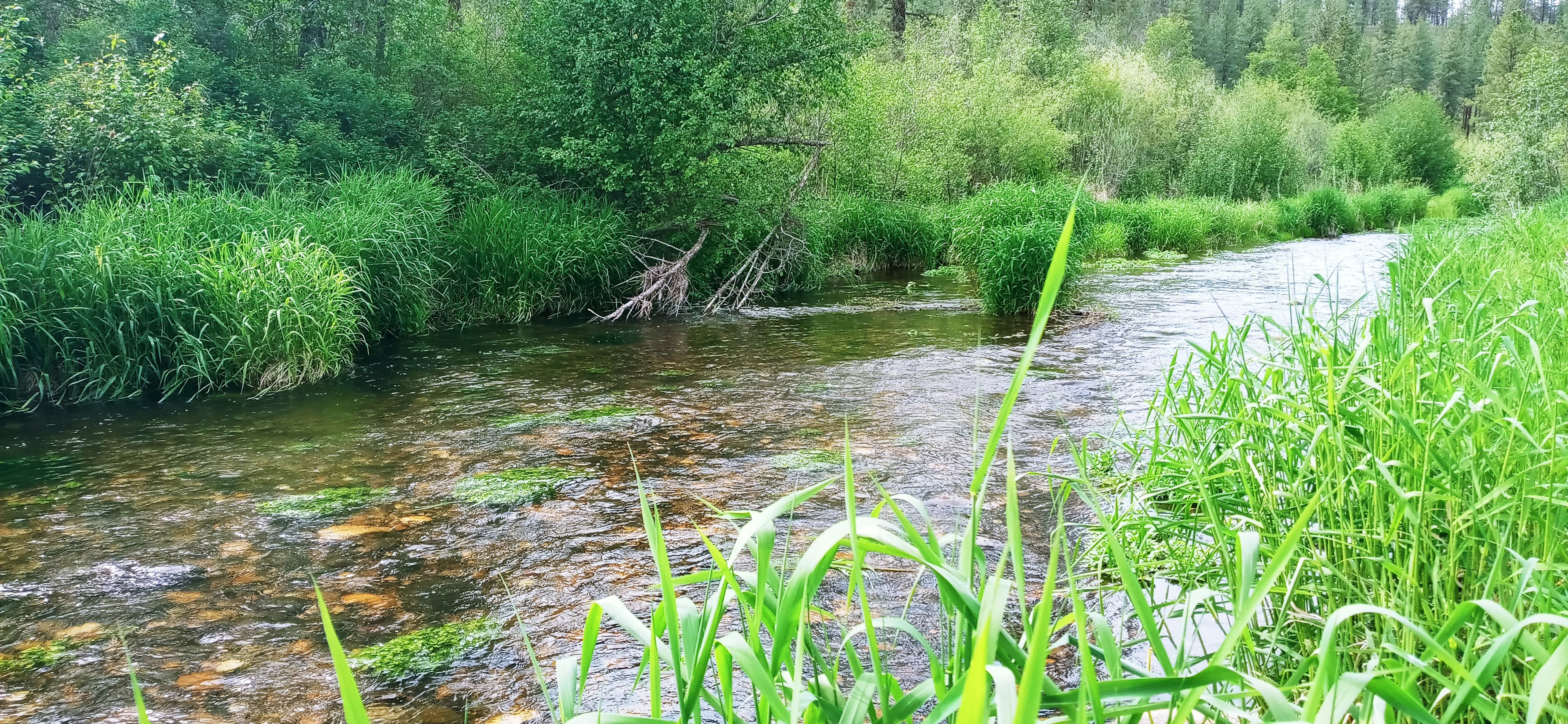 Creekside Camping 509