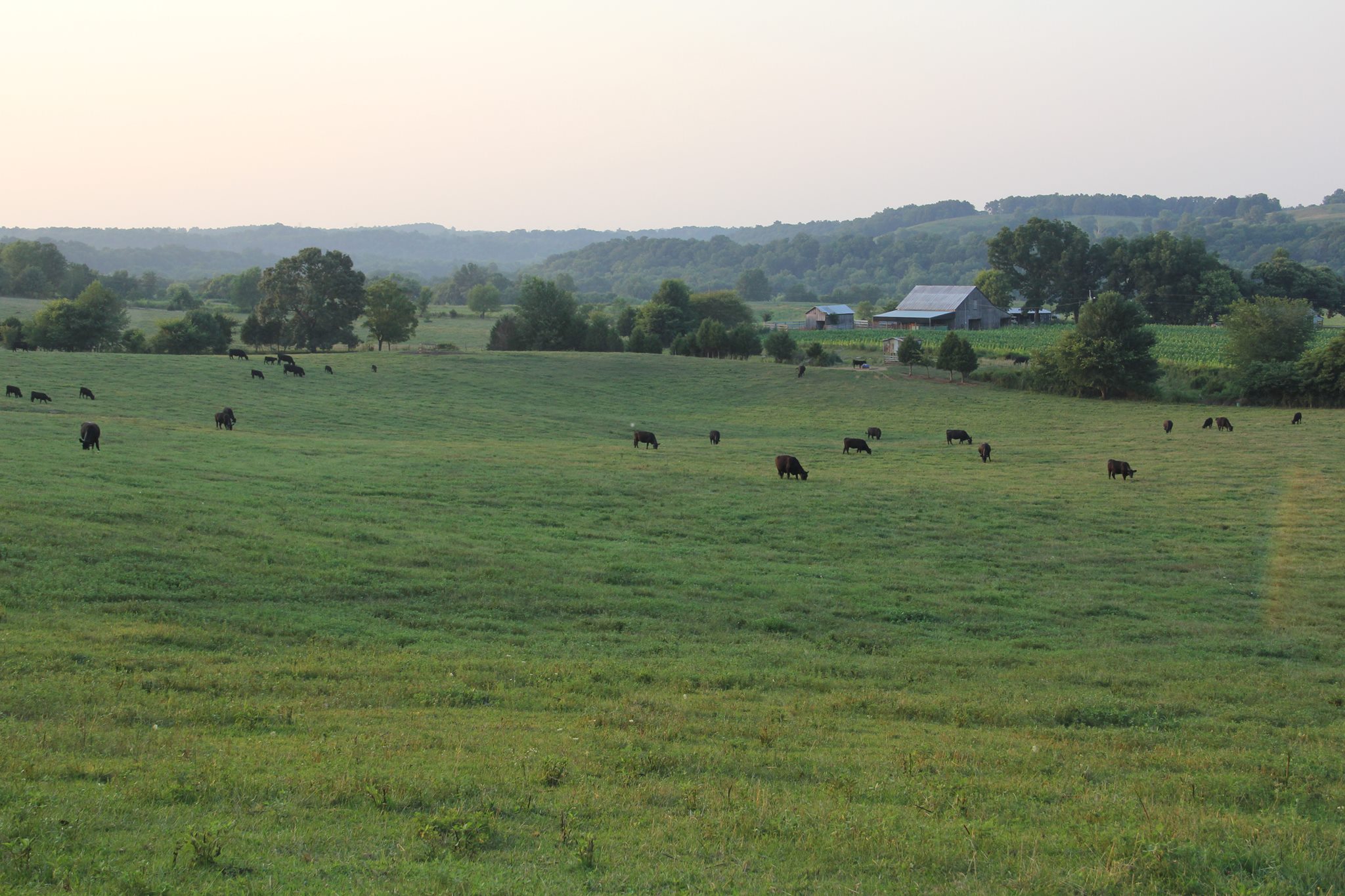 Davis Bend Farms