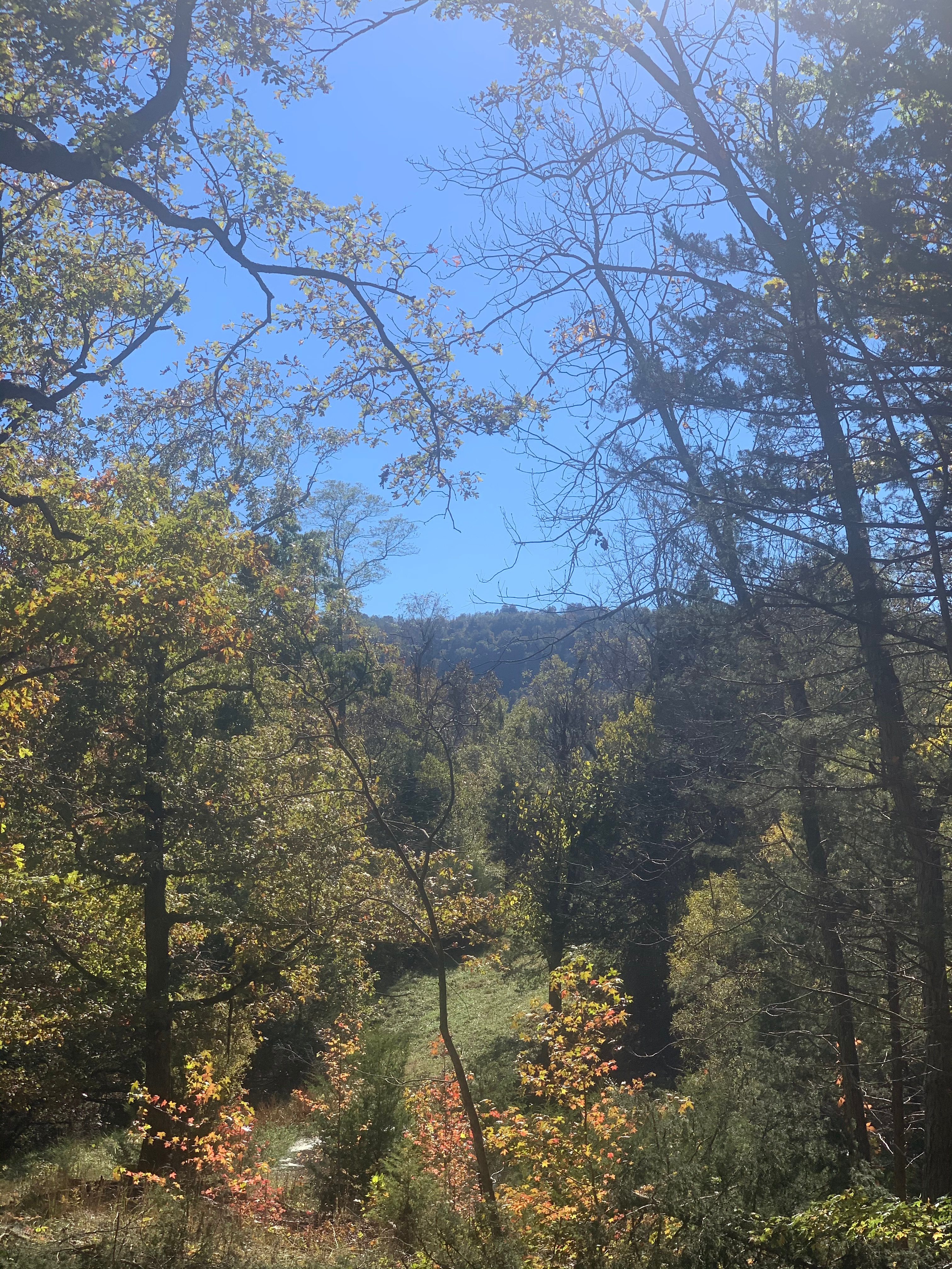 Enchanted Ozark Fairytale Camp