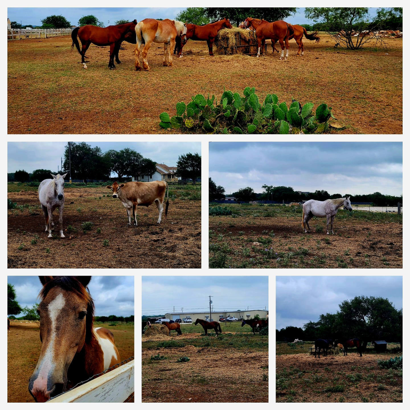 KW Equine Sanctuary and Ranch