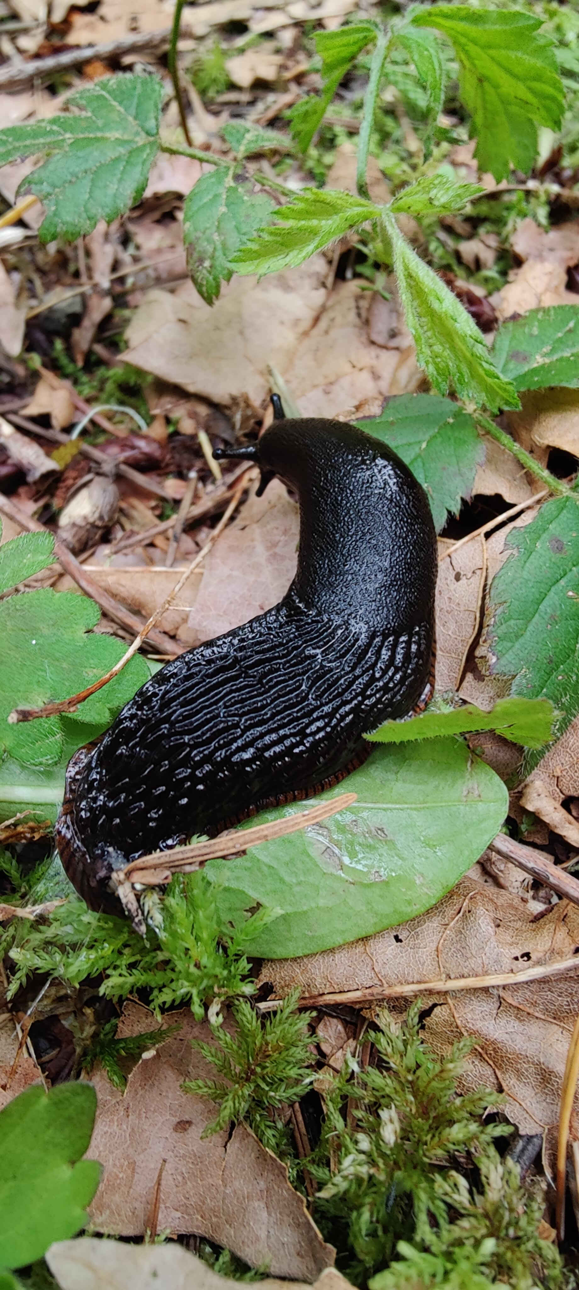 Wooded camp site on Sauk river