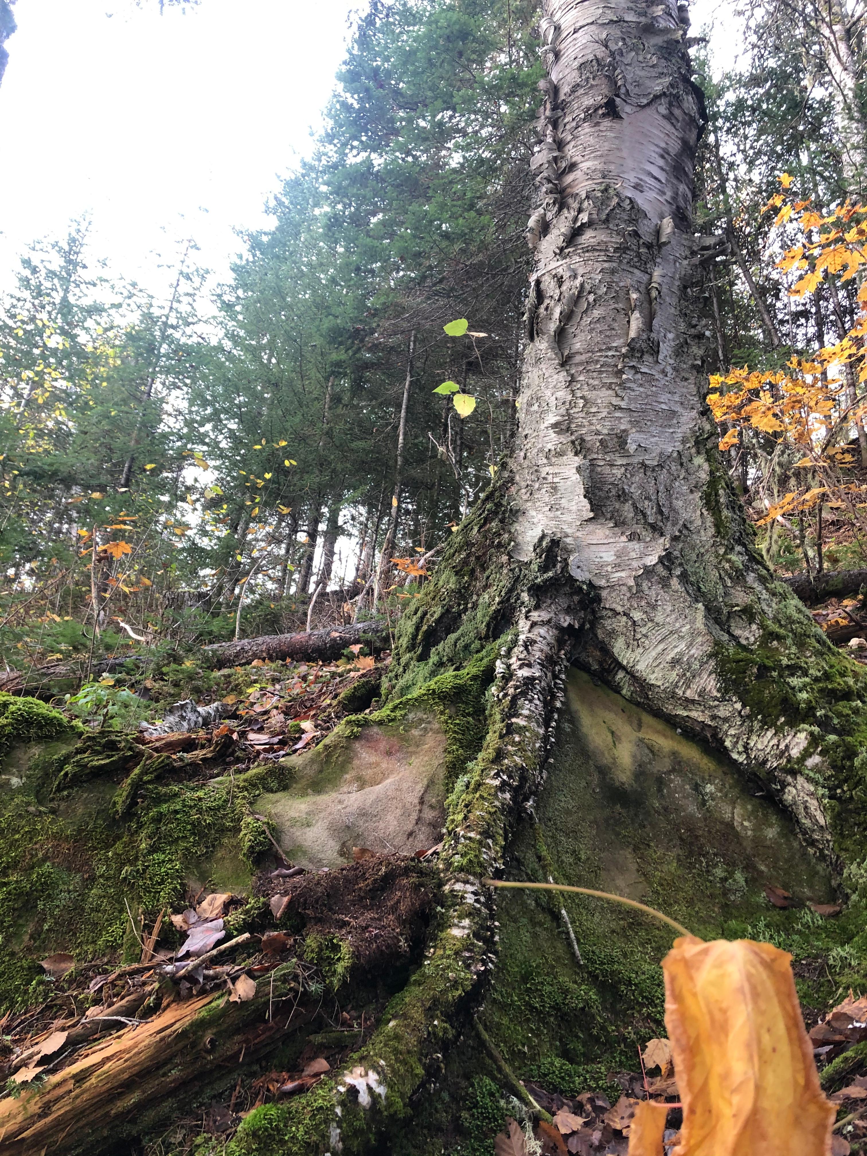 Avadata Yoga Retreat