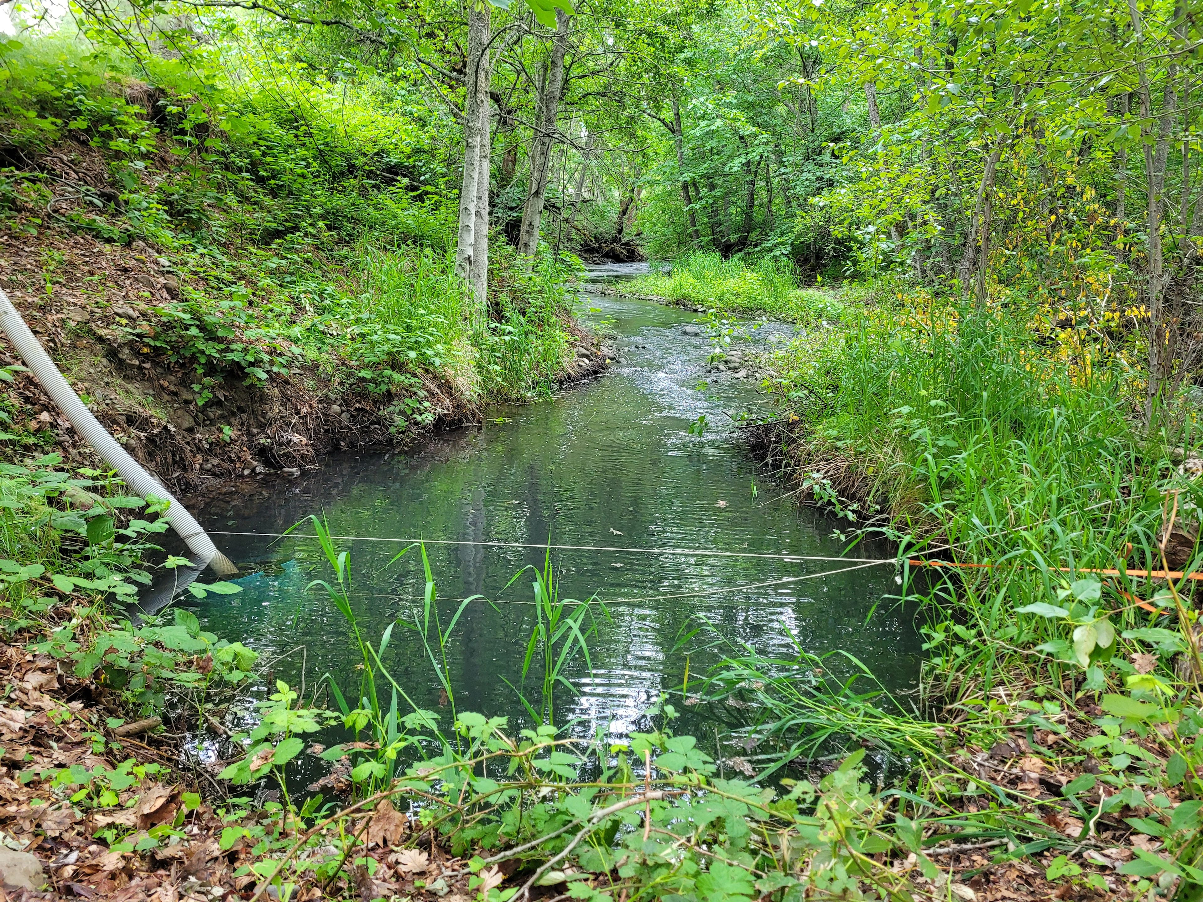 Mosier creek csmp