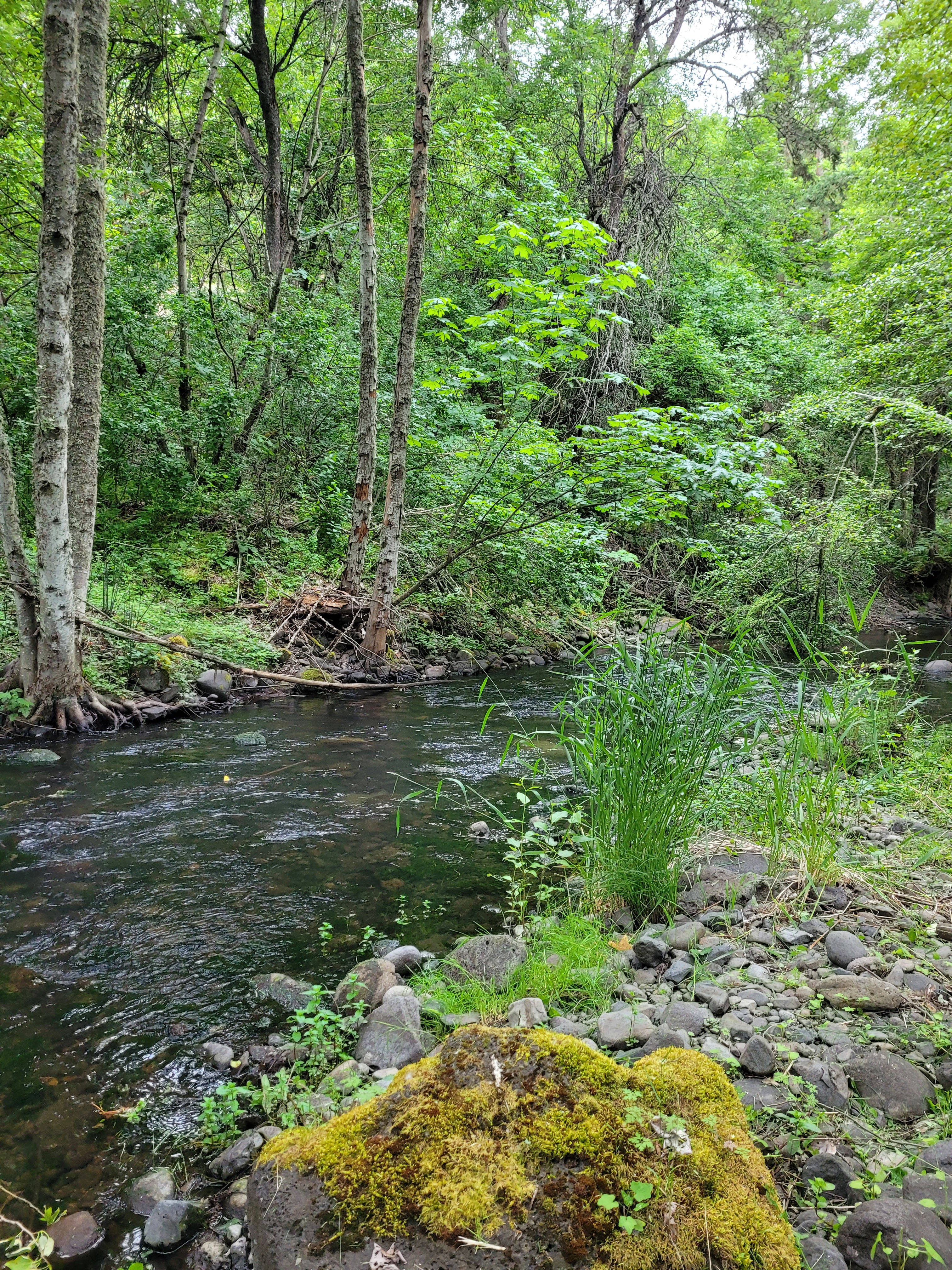 Mosier creek csmp