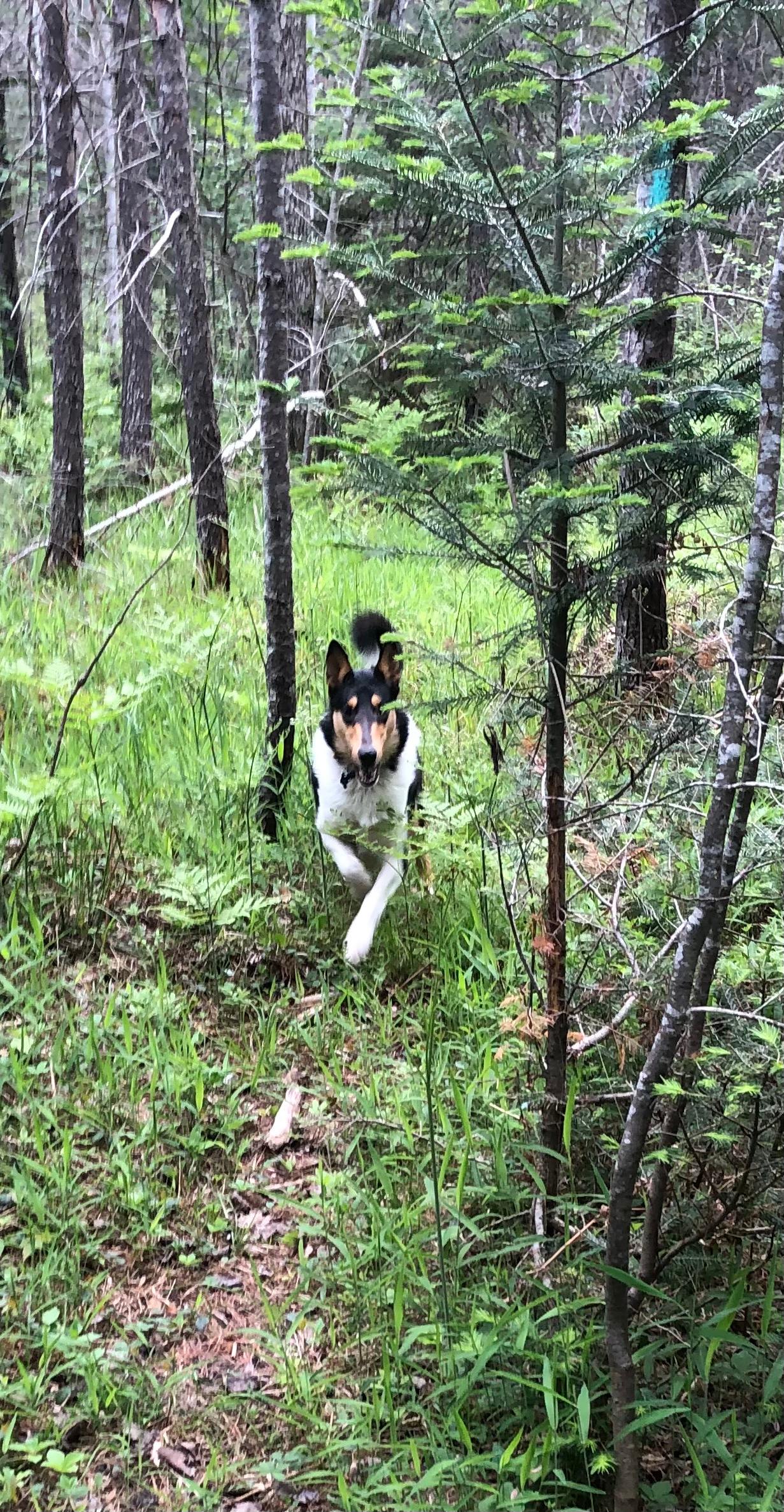We loved enjoying the beautiful woods with our dogs.