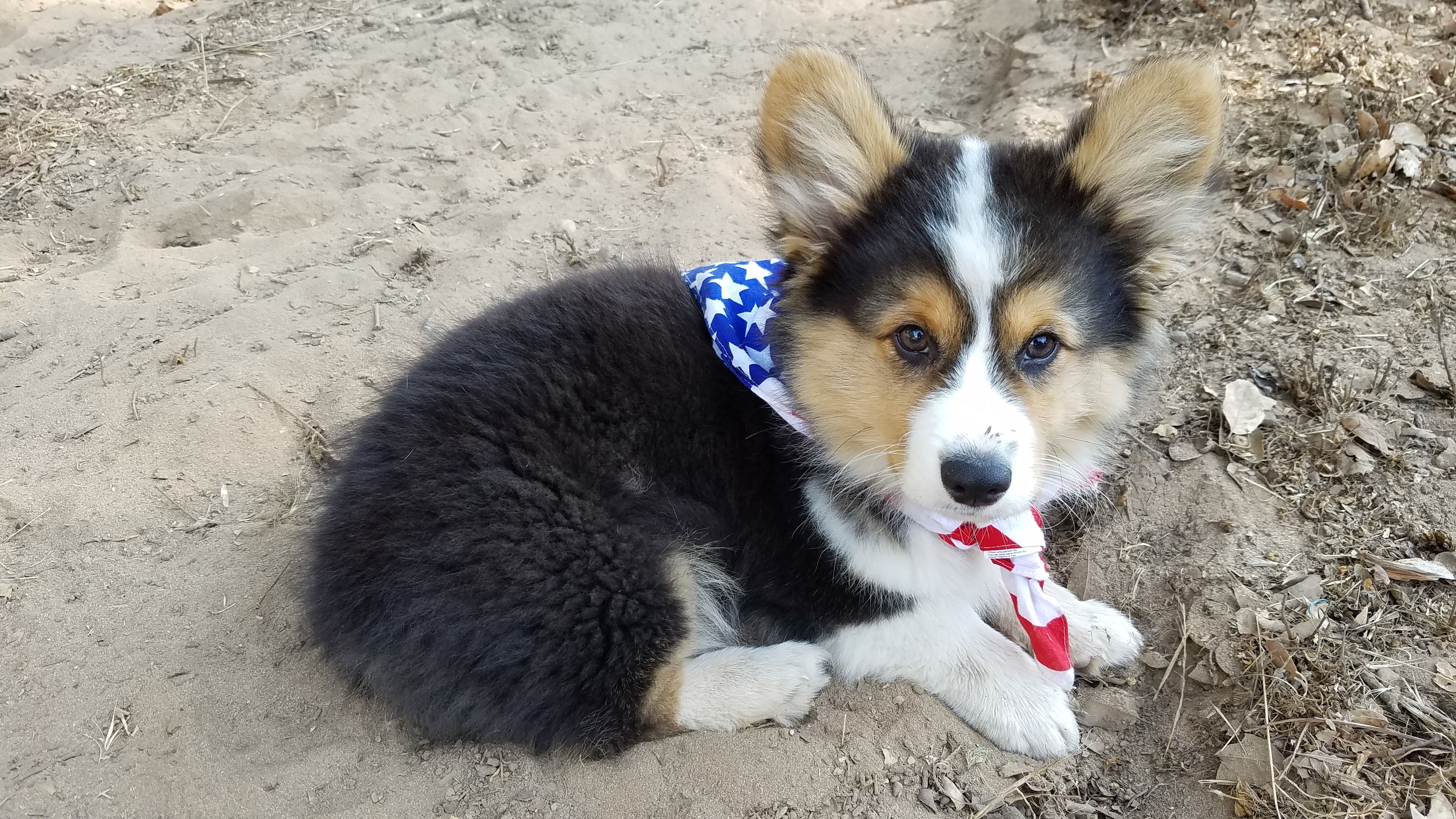 Willie... Man about the Ranch