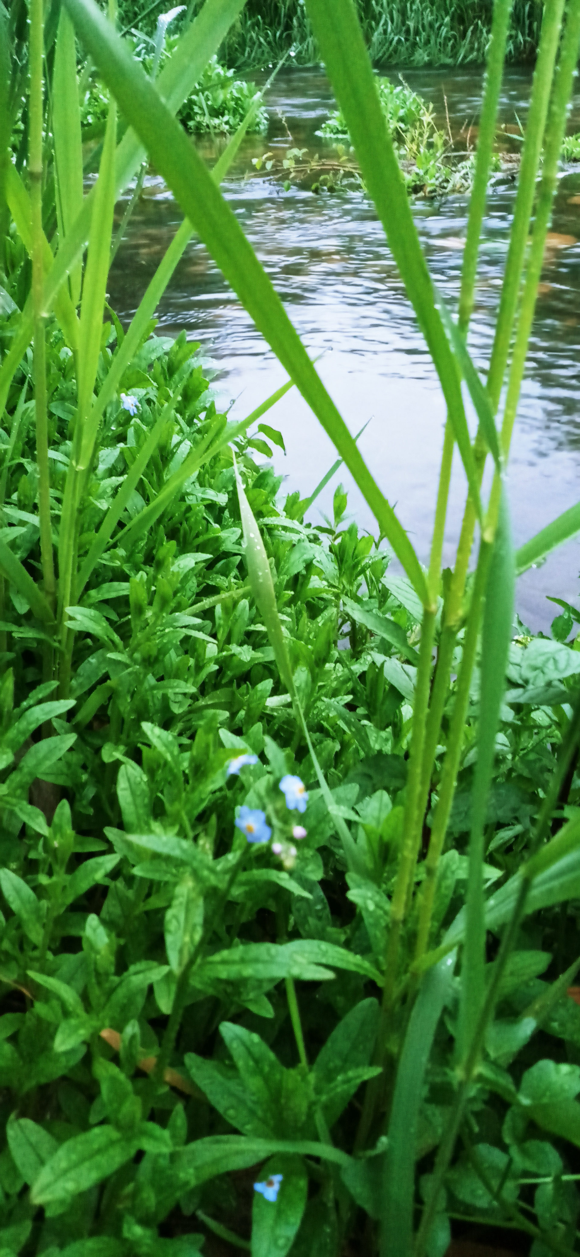 Creekside Camping 509