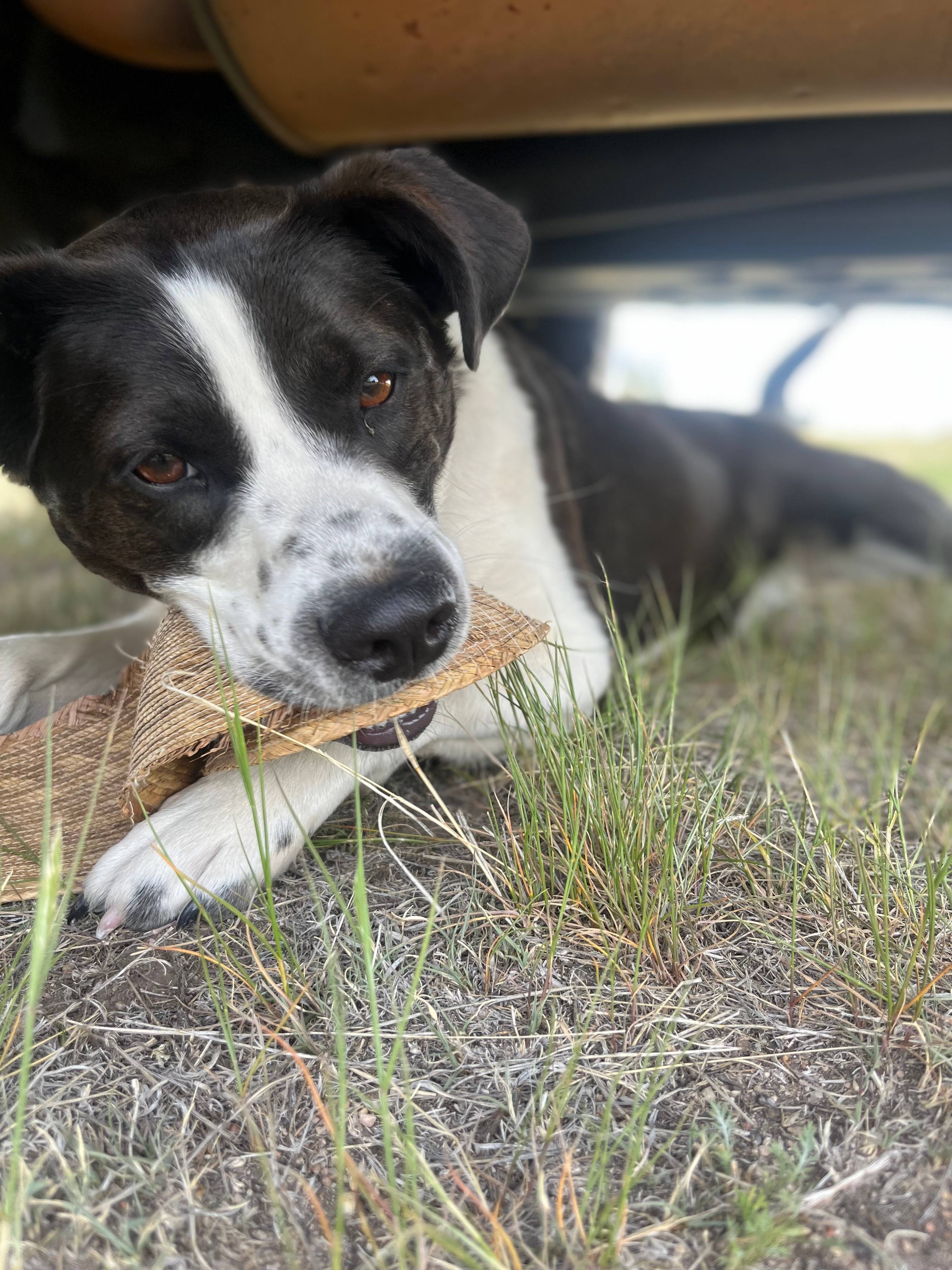 Last Chance Camp, Cheyenne