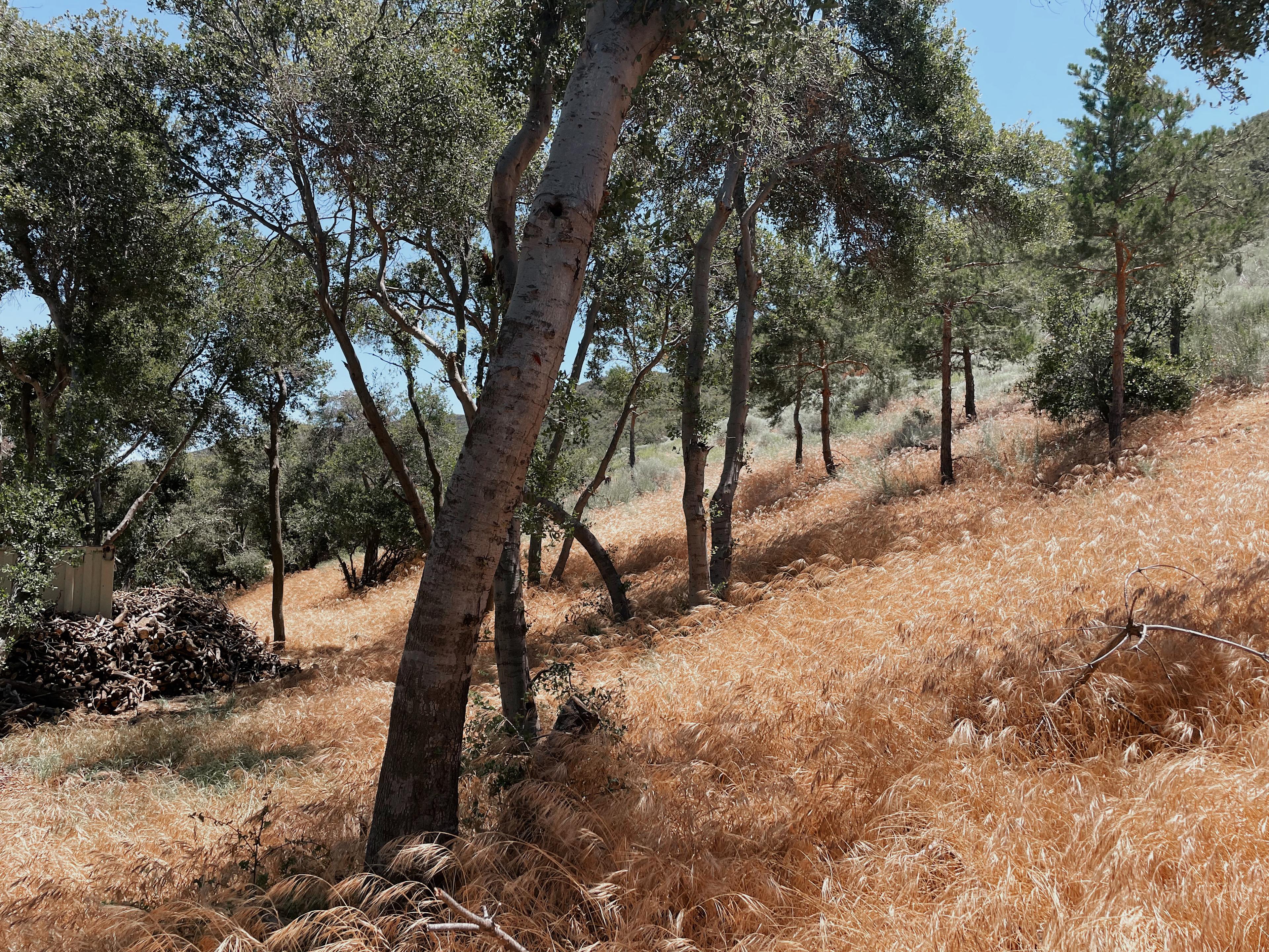 ArtFarm Movie Ranch & Nomad NeXuS