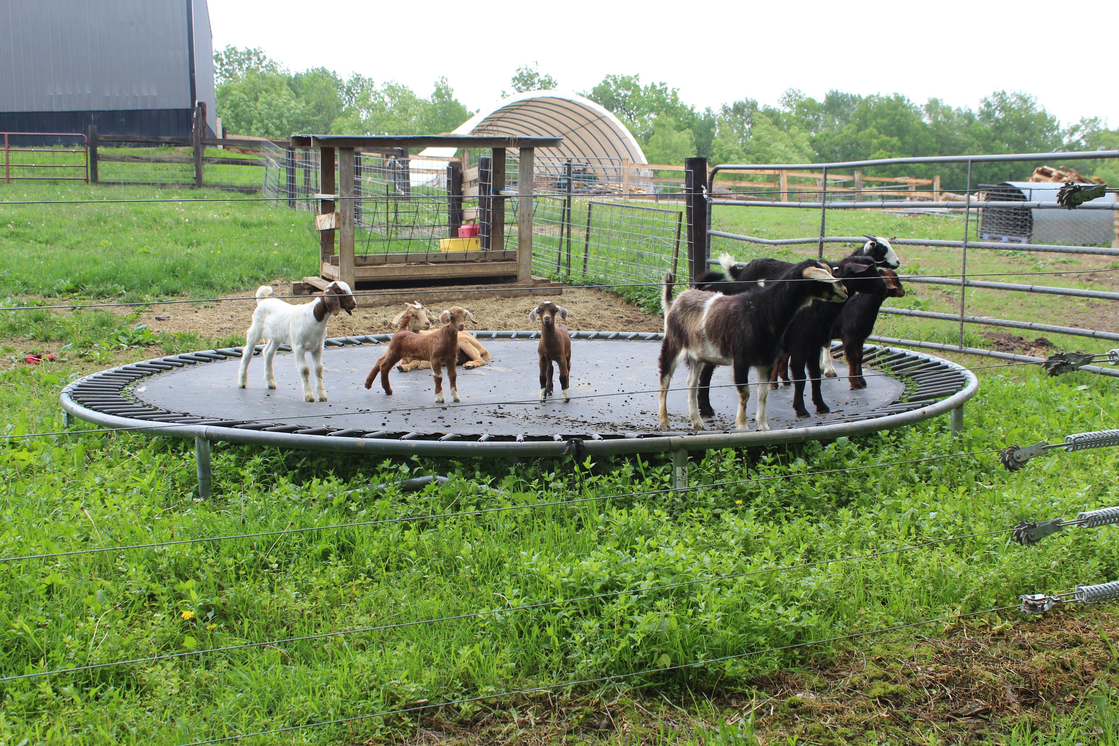 Gossman Goat Ranch