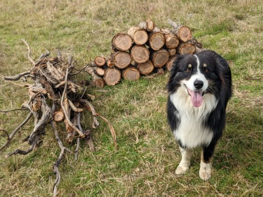 Ted helps to gather wood for campers