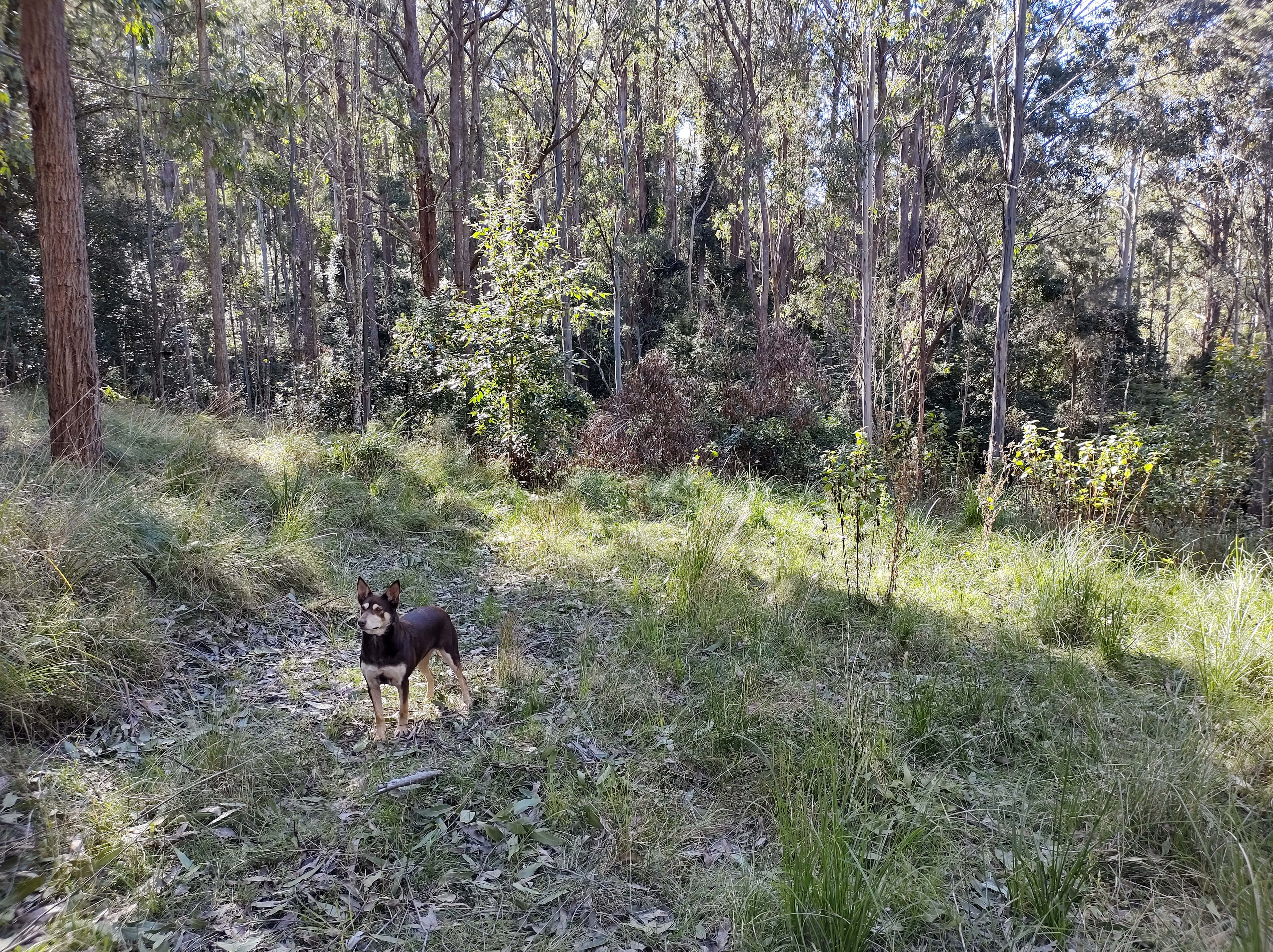 Imago Forest - Float in Clouds