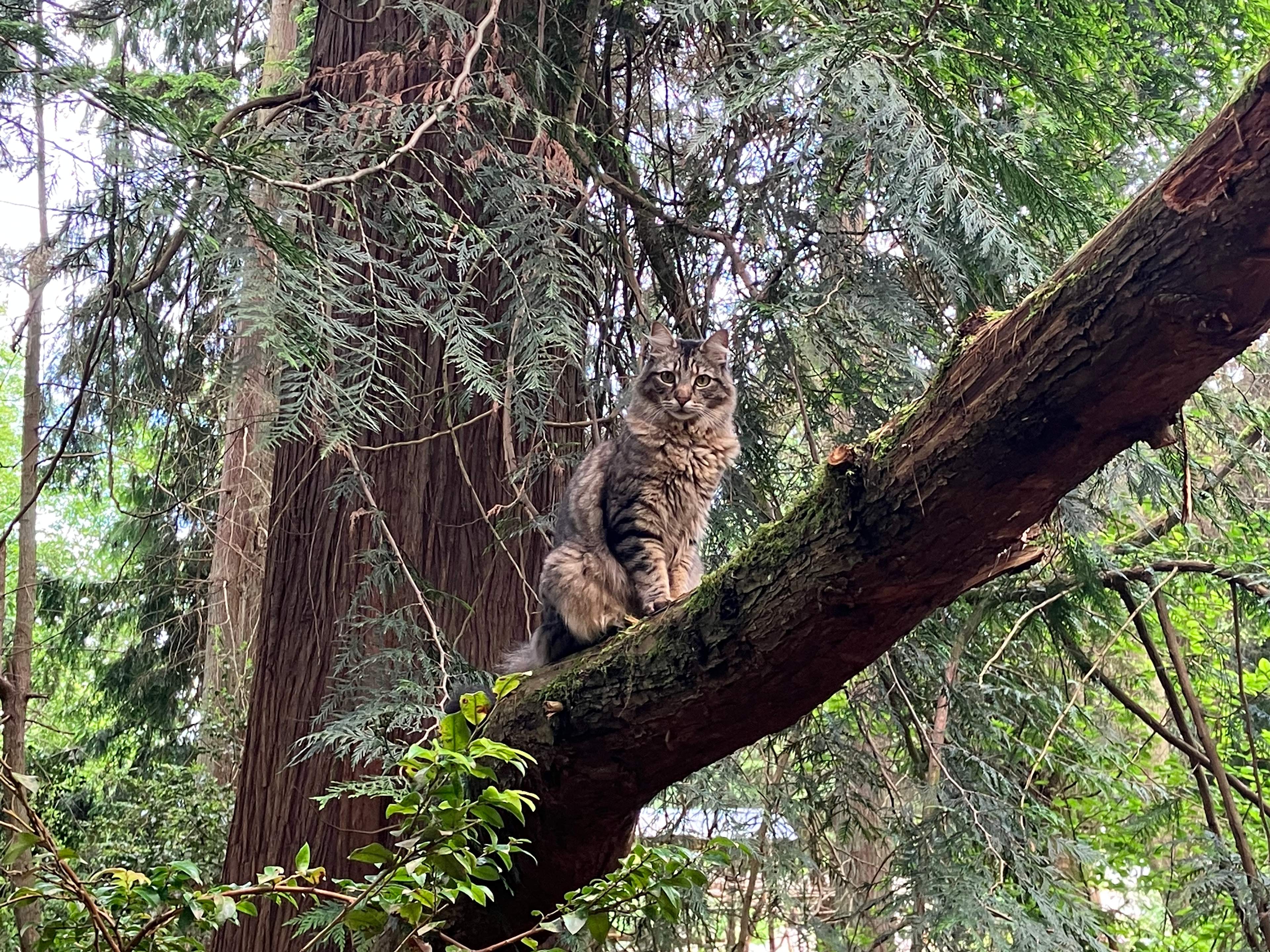 You might have a furry friend following you 
