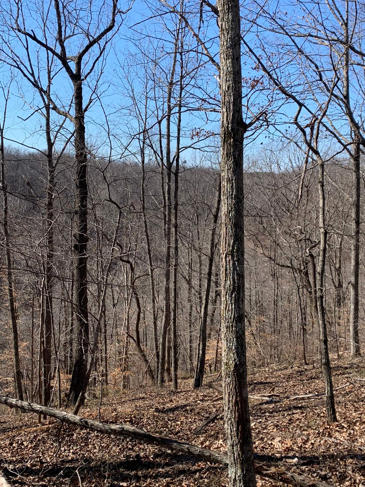 Wooded hills for hiking