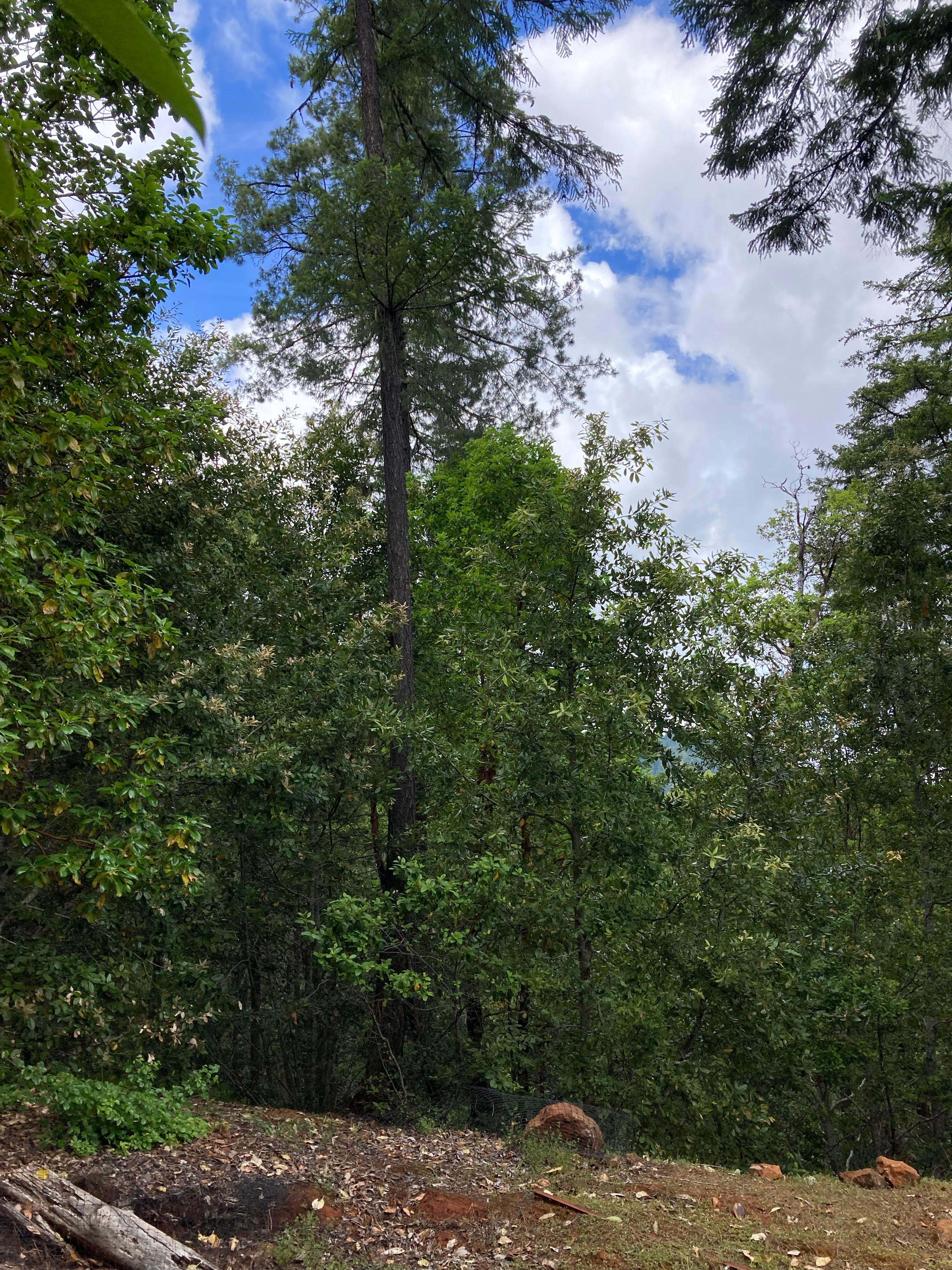 Sugar Pine Camp & Cabin