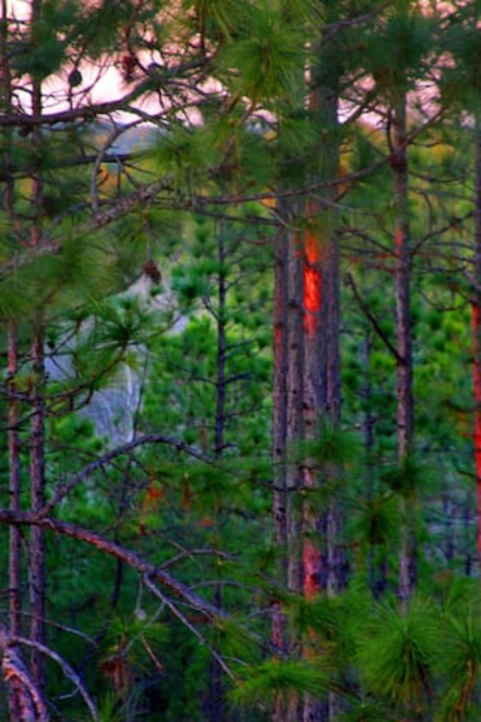 Longleaf Pines at sunset