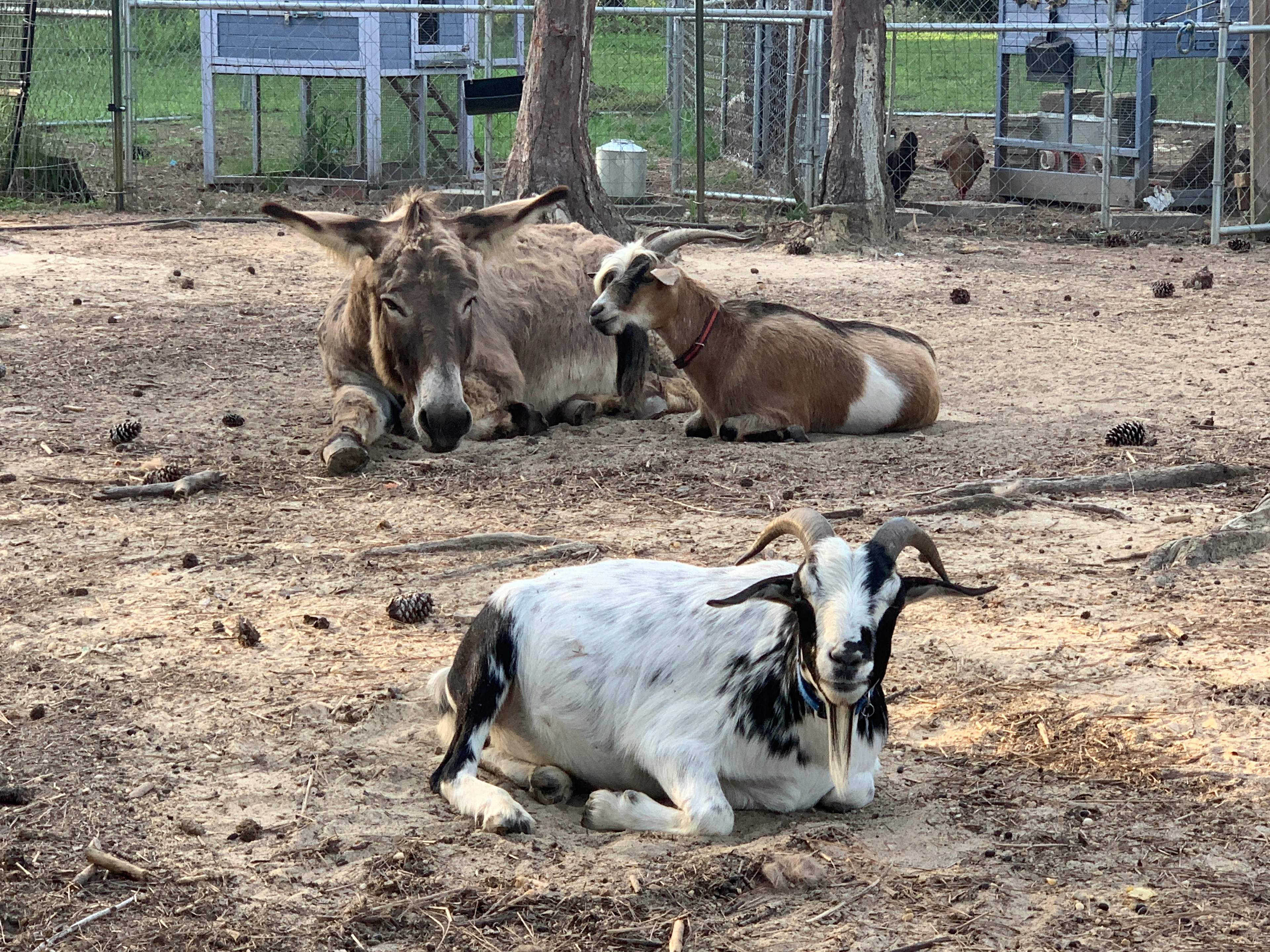 Frank, Hercules and Ernie.  These are some of our livestock (Donkey, Pony, two Goats, two Ducks and a flock of Chickens). 