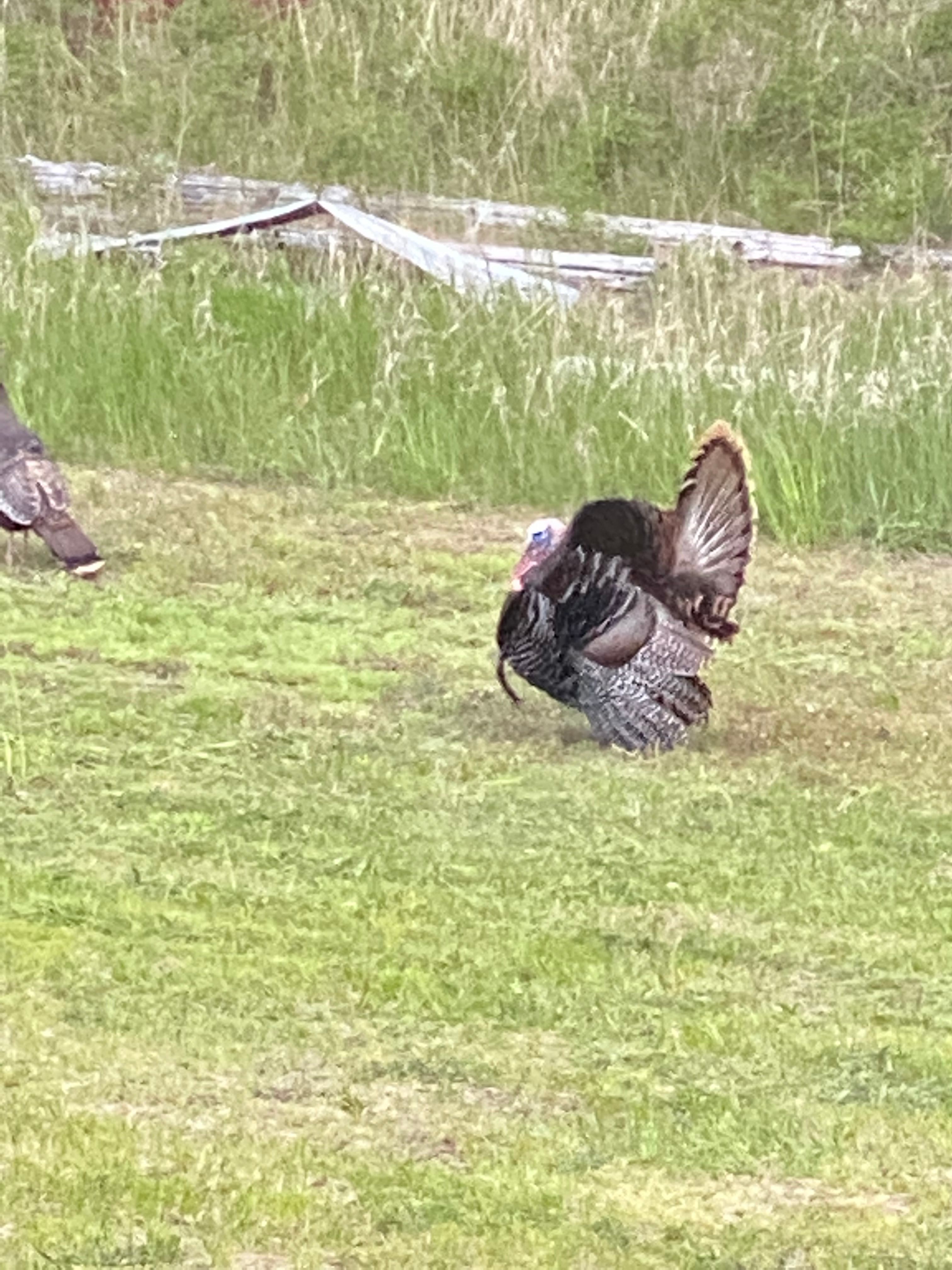 Country Setting With Mountain Views