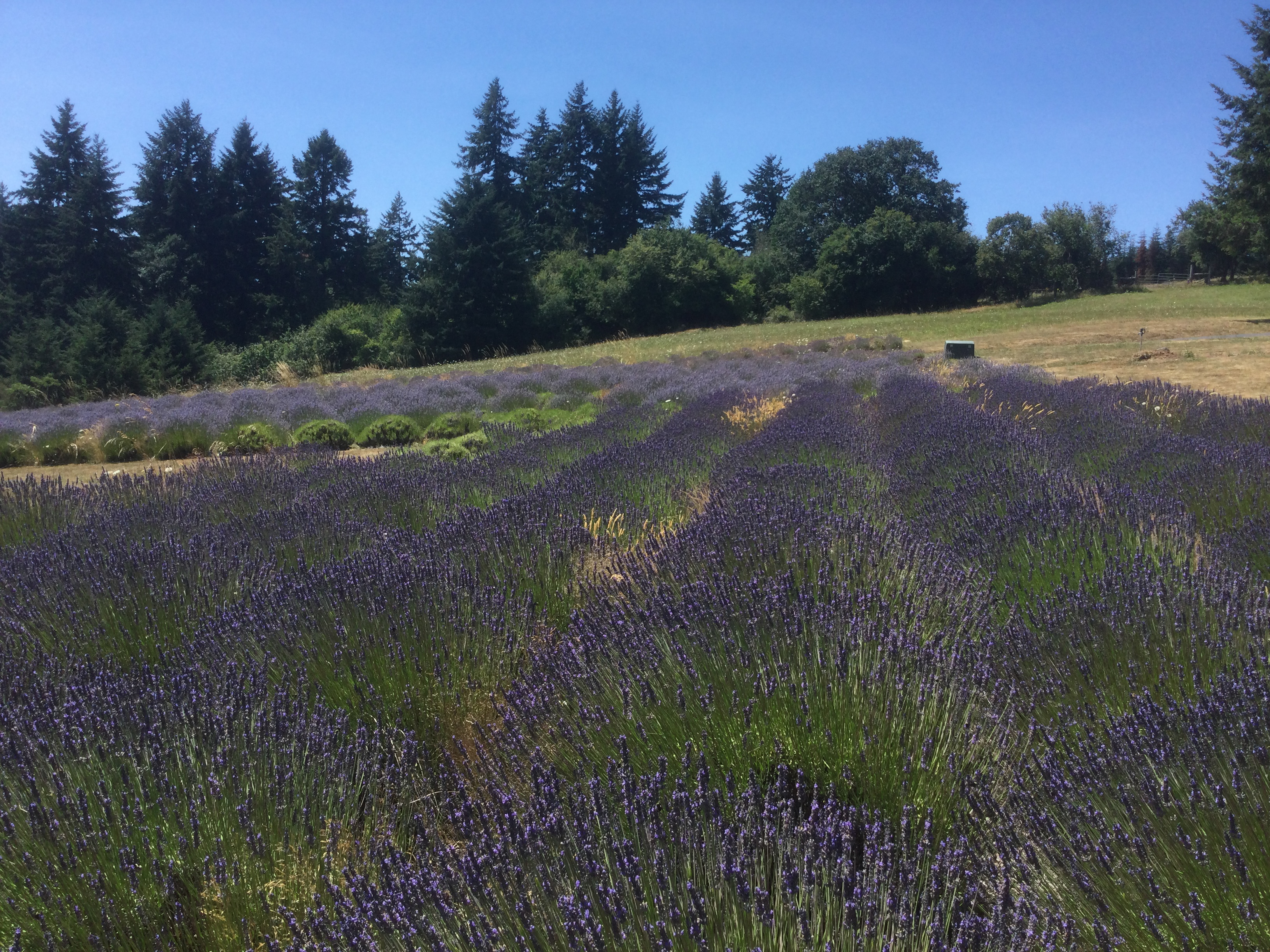 Lavender Farm