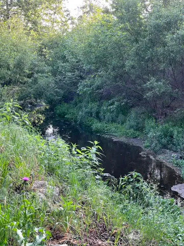 San Antonio Creek, flowing through June.