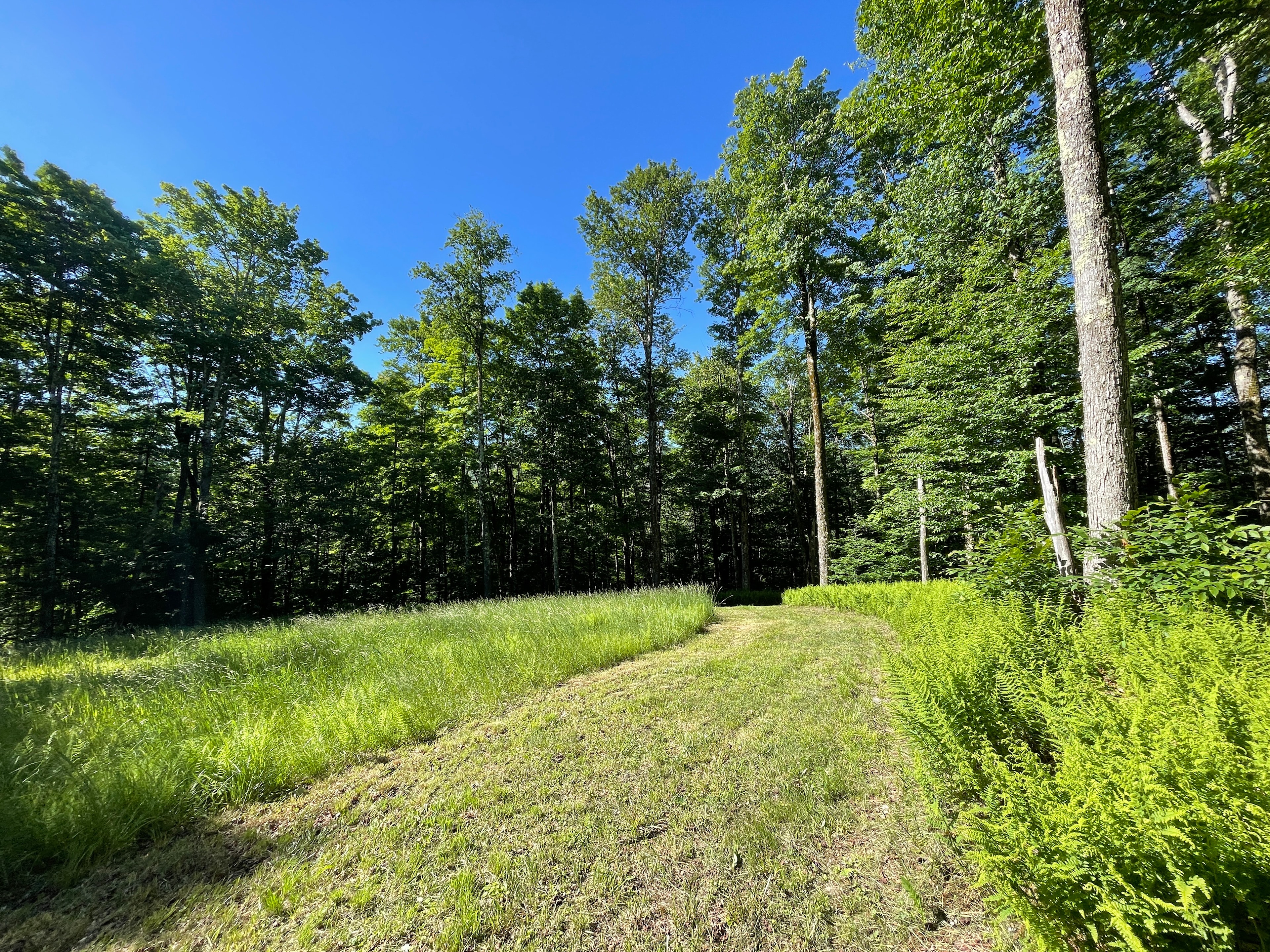 High Meadow Wildlife Clearing has a great view of the sky for Stargazers.