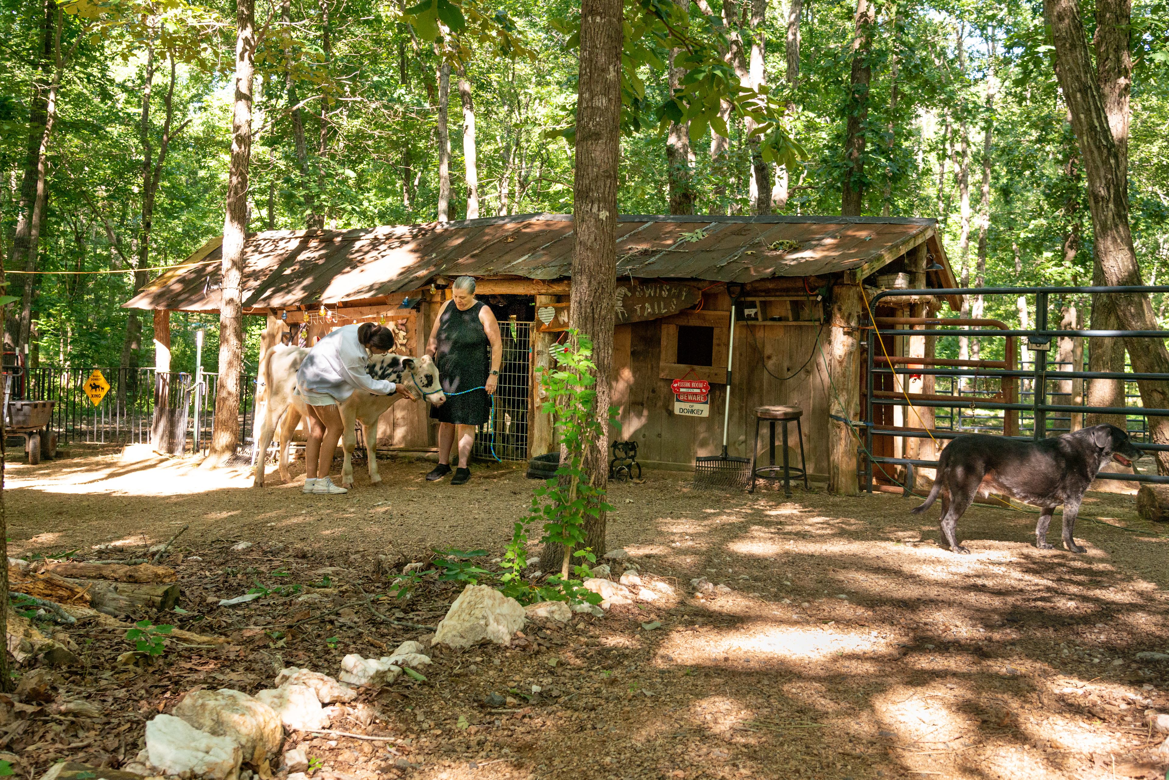 The small barn housing the horse and cows.  