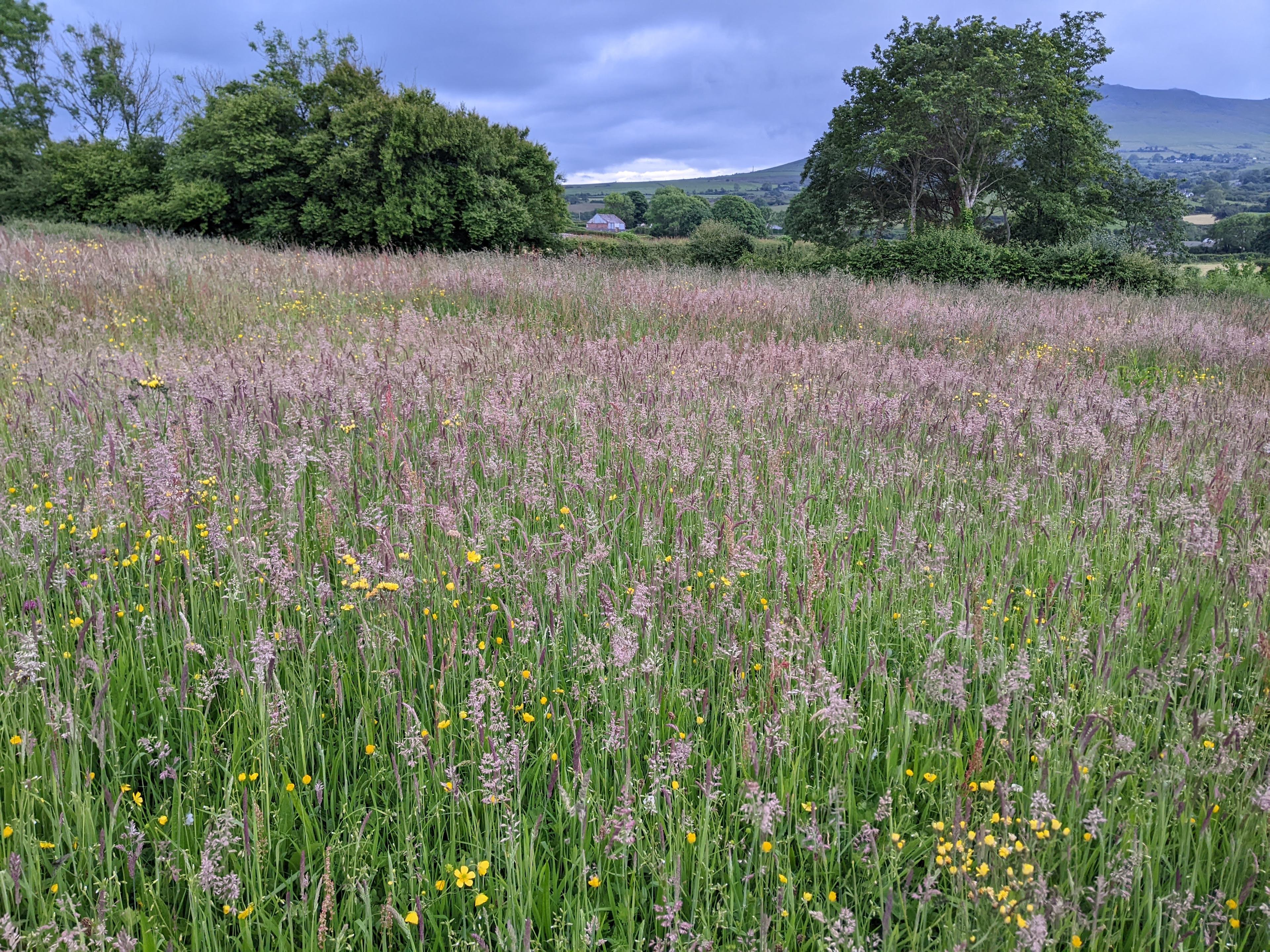 Ysgubor Wen Eco Camping