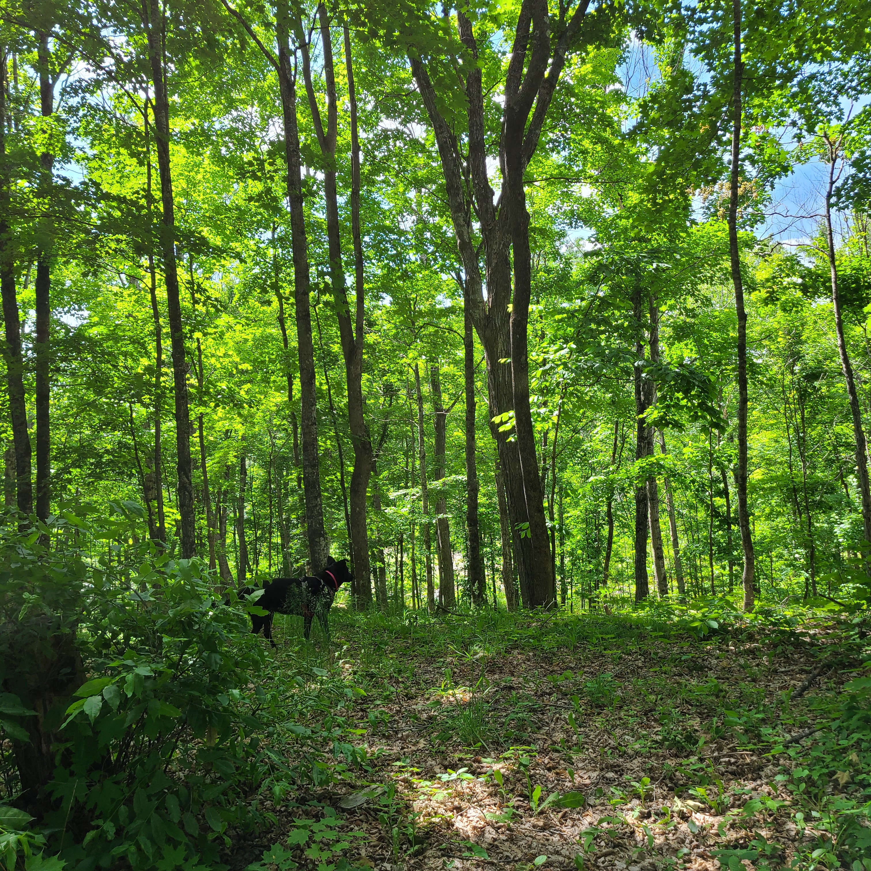 The Gabled Farm House