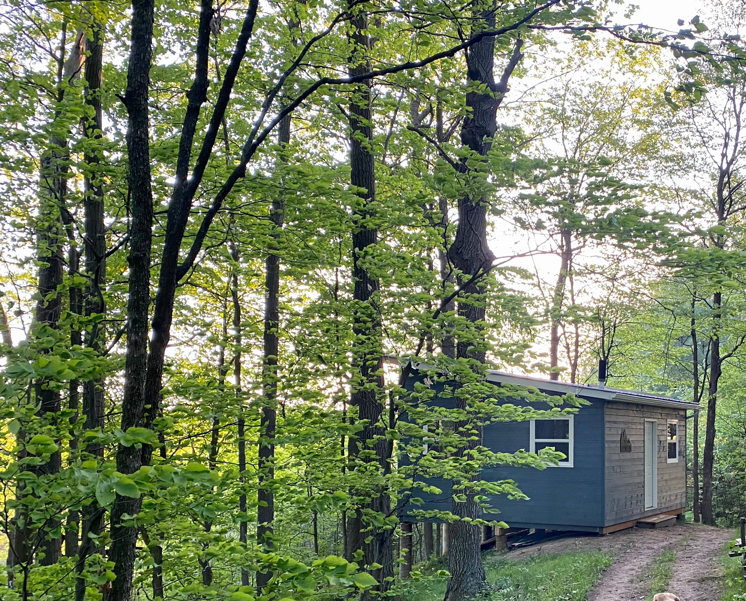 Cuddy's Cabin in the Woods